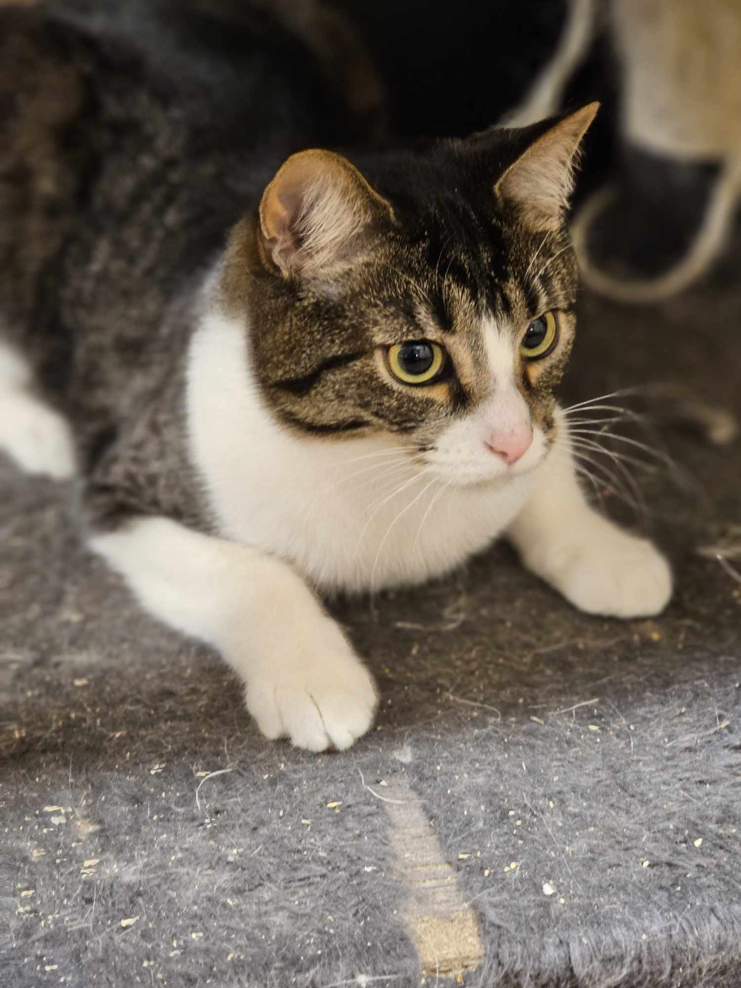 Enlarge RANDY NEDLEY, a Adoptable mixed breed in HEMET, CA image 3/7