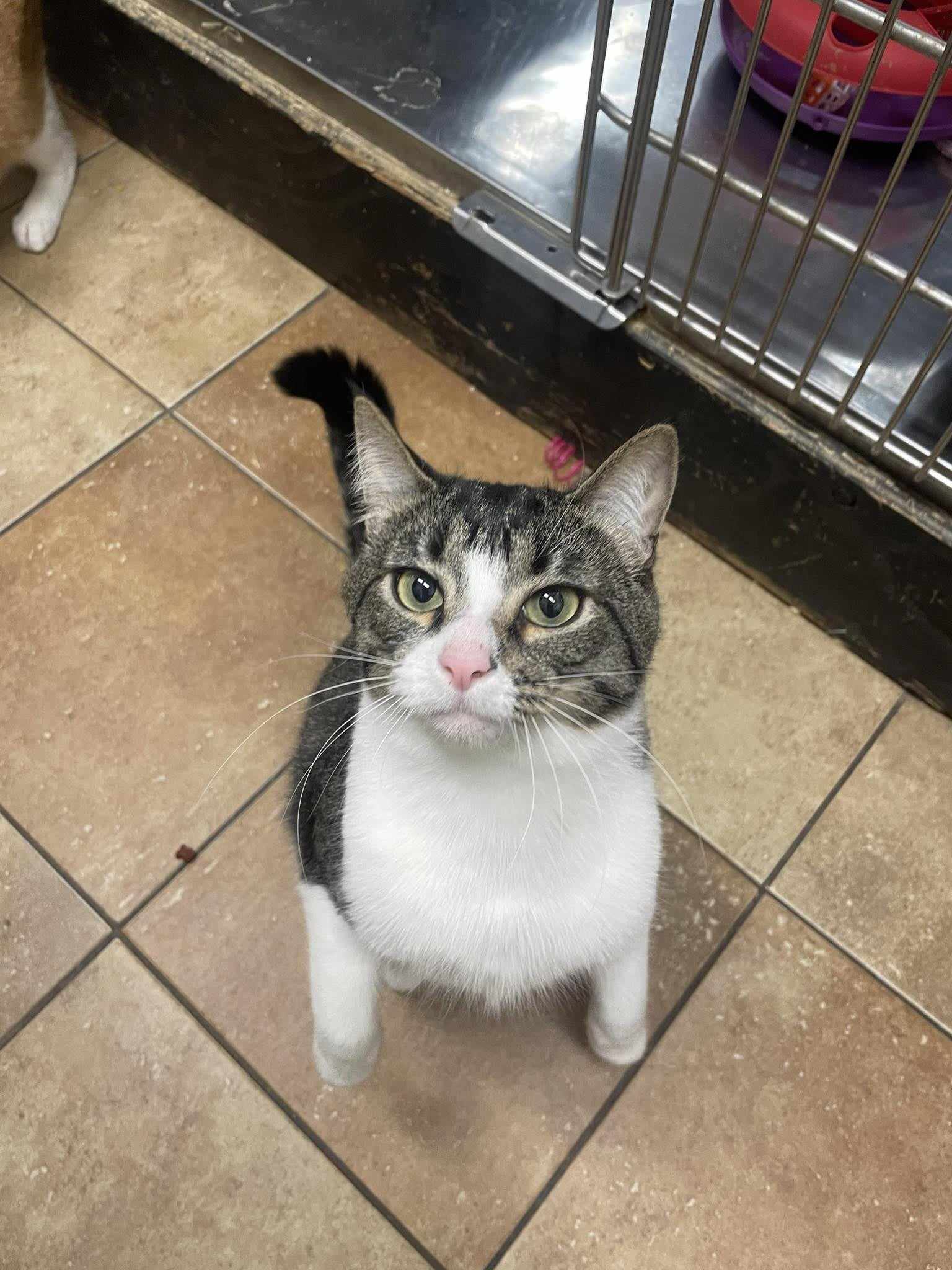 Enlarge RANDY NEDLEY, a Adoptable mixed breed in HEMET, CA image 4/7