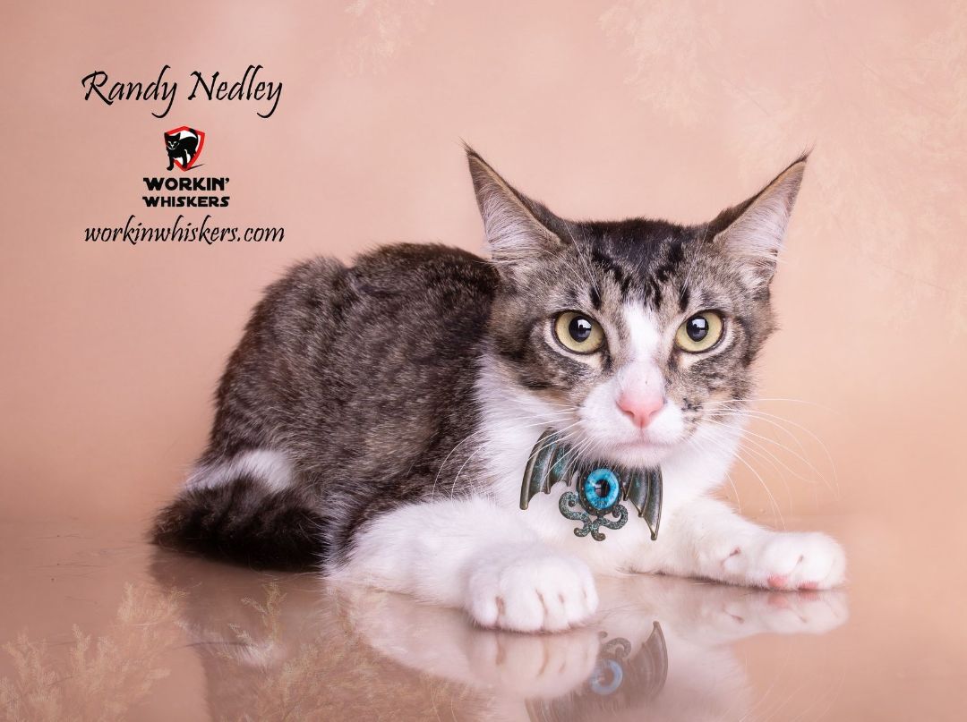 Enlarge RANDY NEDLEY, a Adoptable mixed breed in HEMET, CA image 6/7