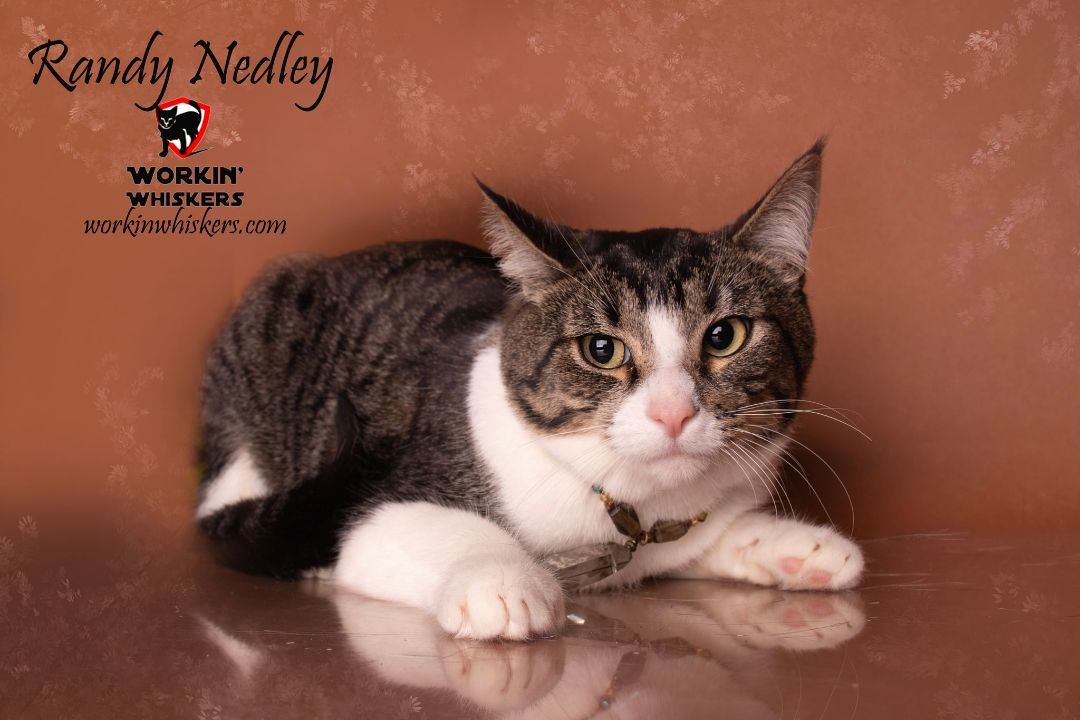 Enlarge RANDY NEDLEY, a Adoptable mixed breed in HEMET, CA image 1/7