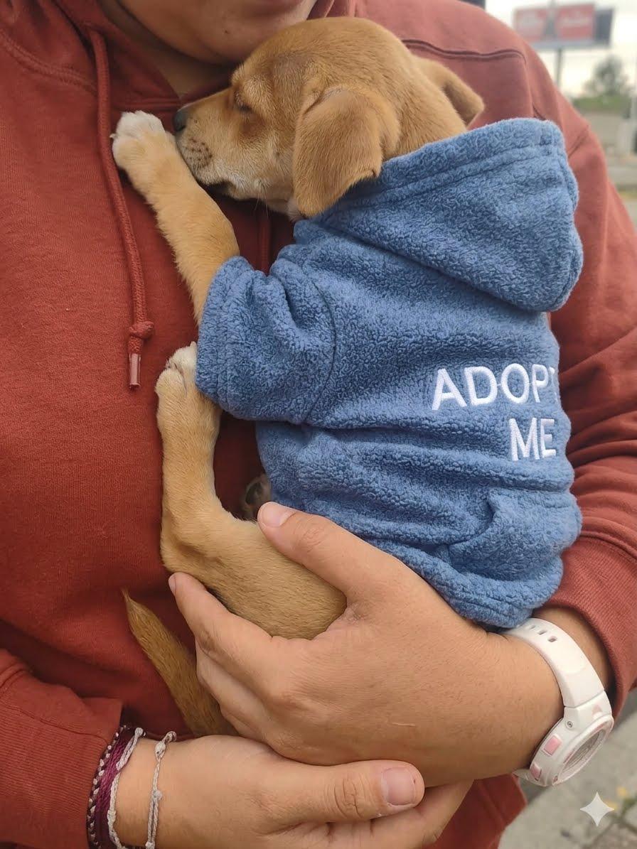 Abruzzo, a ADOPTABLE mixed breed in Lacey, WA image 4/4