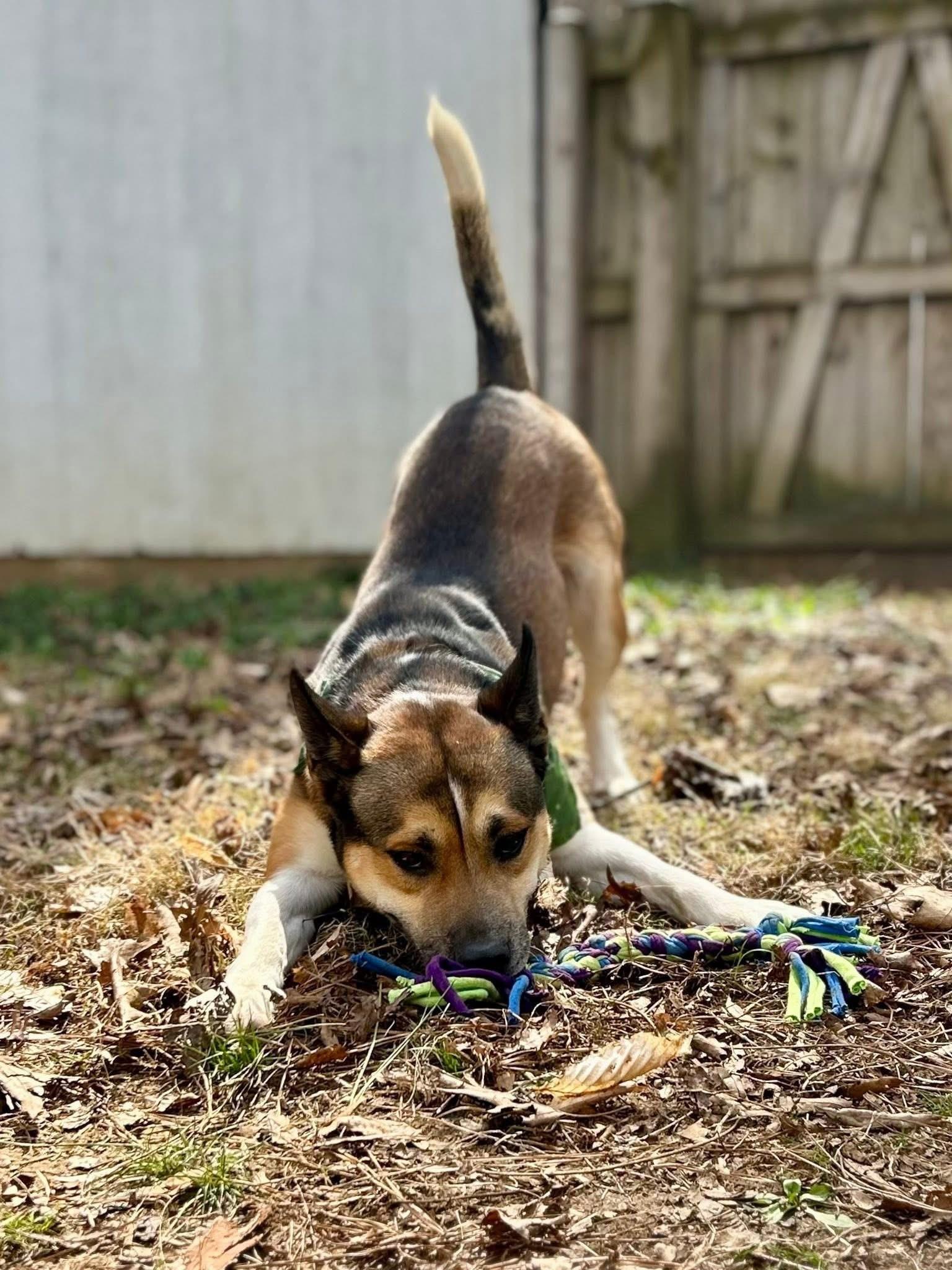 Enlarge Trevor, a ADOPTABLE mixed breed in Ashland, VA image 3/5