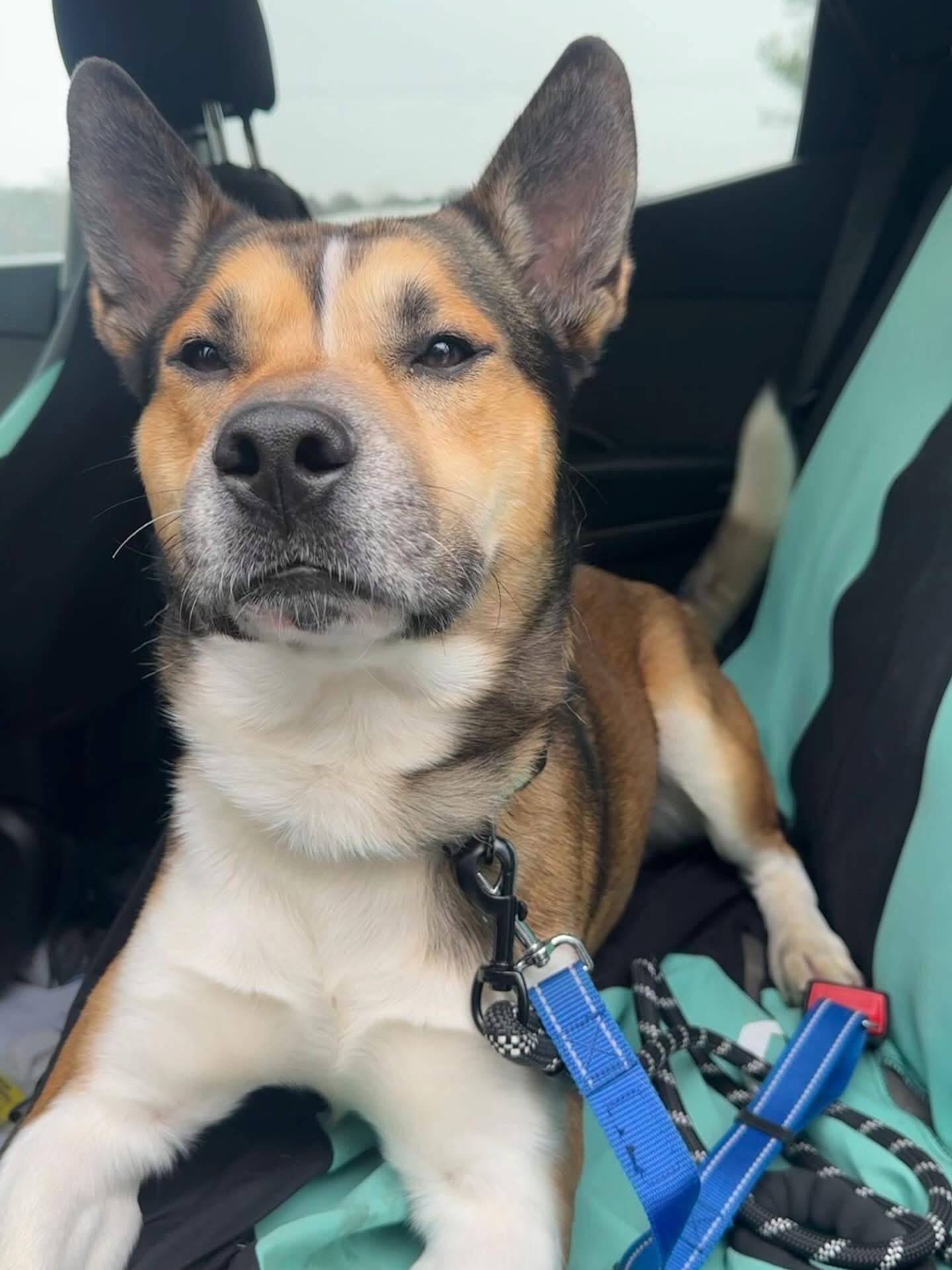 Trevor, ADOPTABLE, Adult Male Siberian Husky & Boston Terrier.