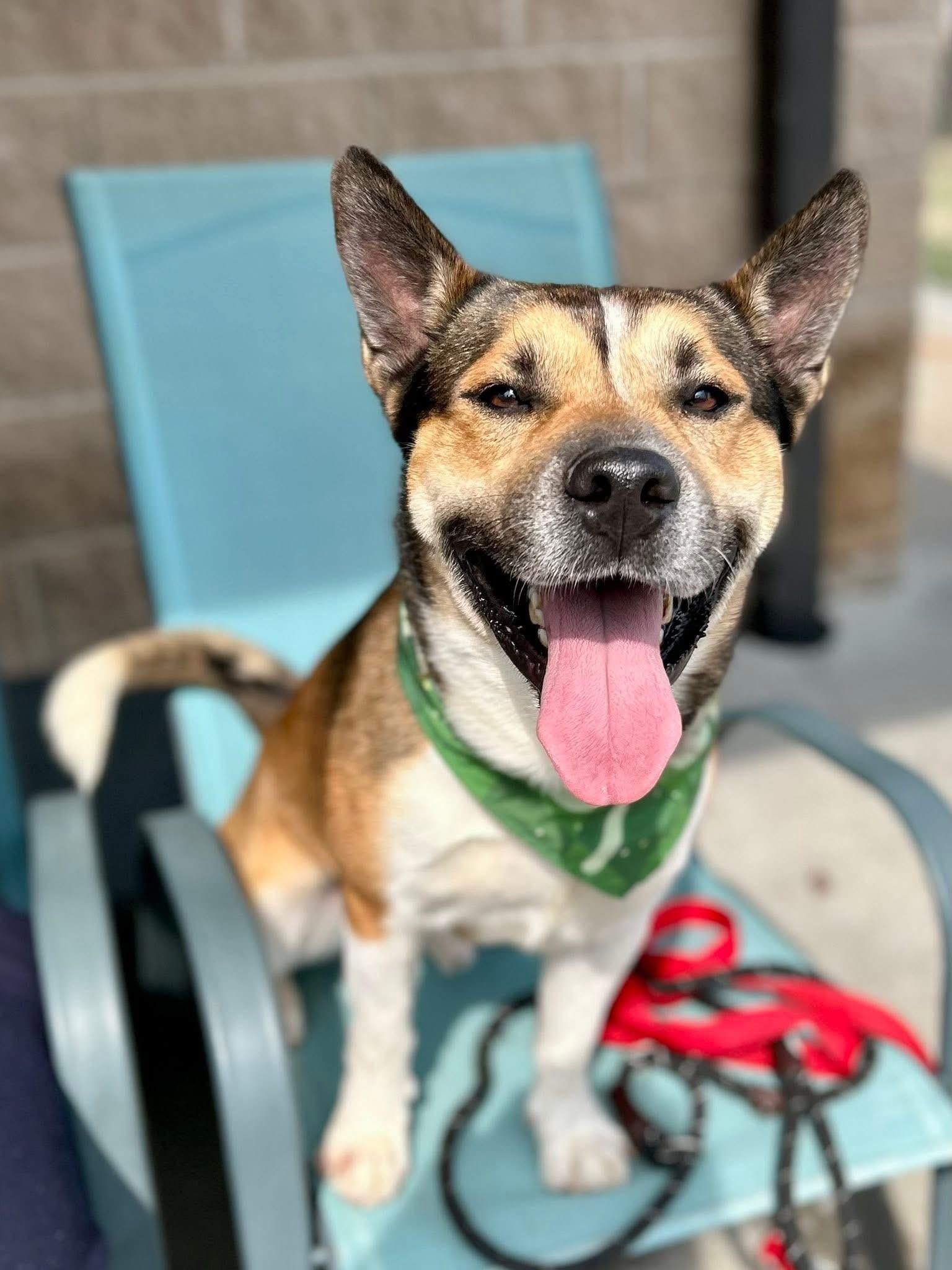 Enlarge Trevor, a ADOPTABLE mixed breed in Ashland, VA image 2/5