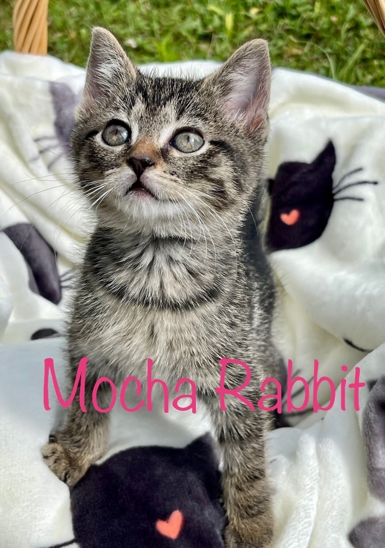 Mocha Rabbit , Adopted, Kitten Female Domestic Short Hair.