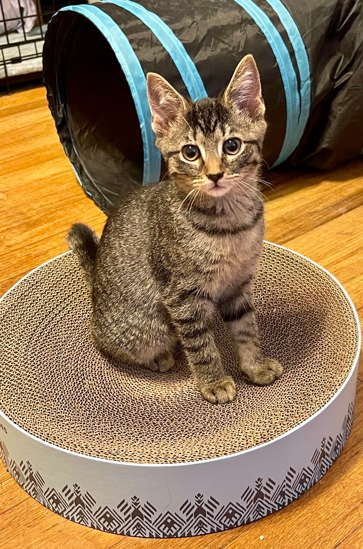 Enlarge Mocha Rabbit , a Adopted Domestic Short Hair in Frewsburg, NY image 2/8