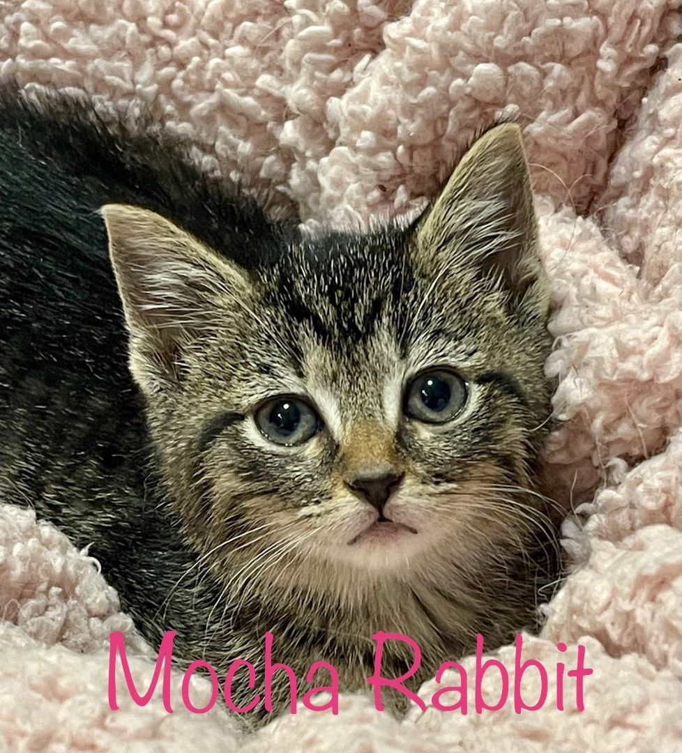 Enlarge Mocha Rabbit , a Adopted Domestic Short Hair in Frewsburg, NY image 3/8