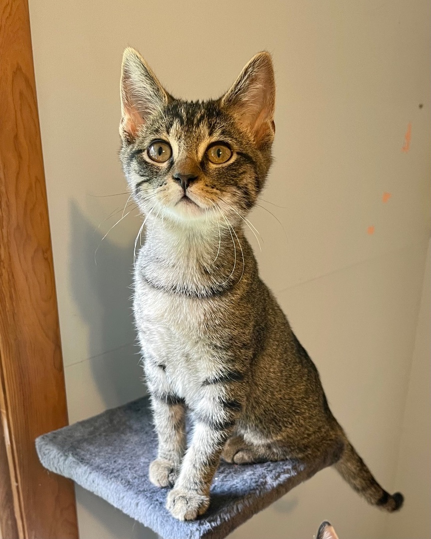 Enlarge Mocha Rabbit , a Adopted Domestic Short Hair in Frewsburg, NY image 4/8