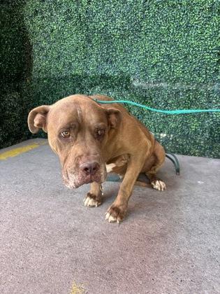 Canelo, Adoptable, Adult Male Mastiff & Mixed Breed.