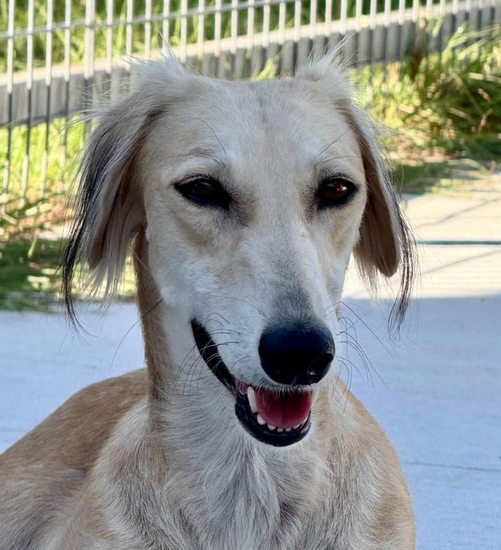 Sable-Tender, graceful and beautiful, an adoptable Saluki in Austin, TX, 78759 | Photo Image 3