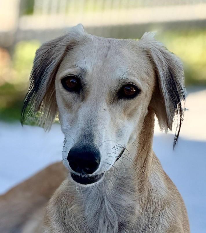 Sable-Tender, graceful and beautiful, an adoptable Saluki in Austin, TX, 78759 | Photo Image 1