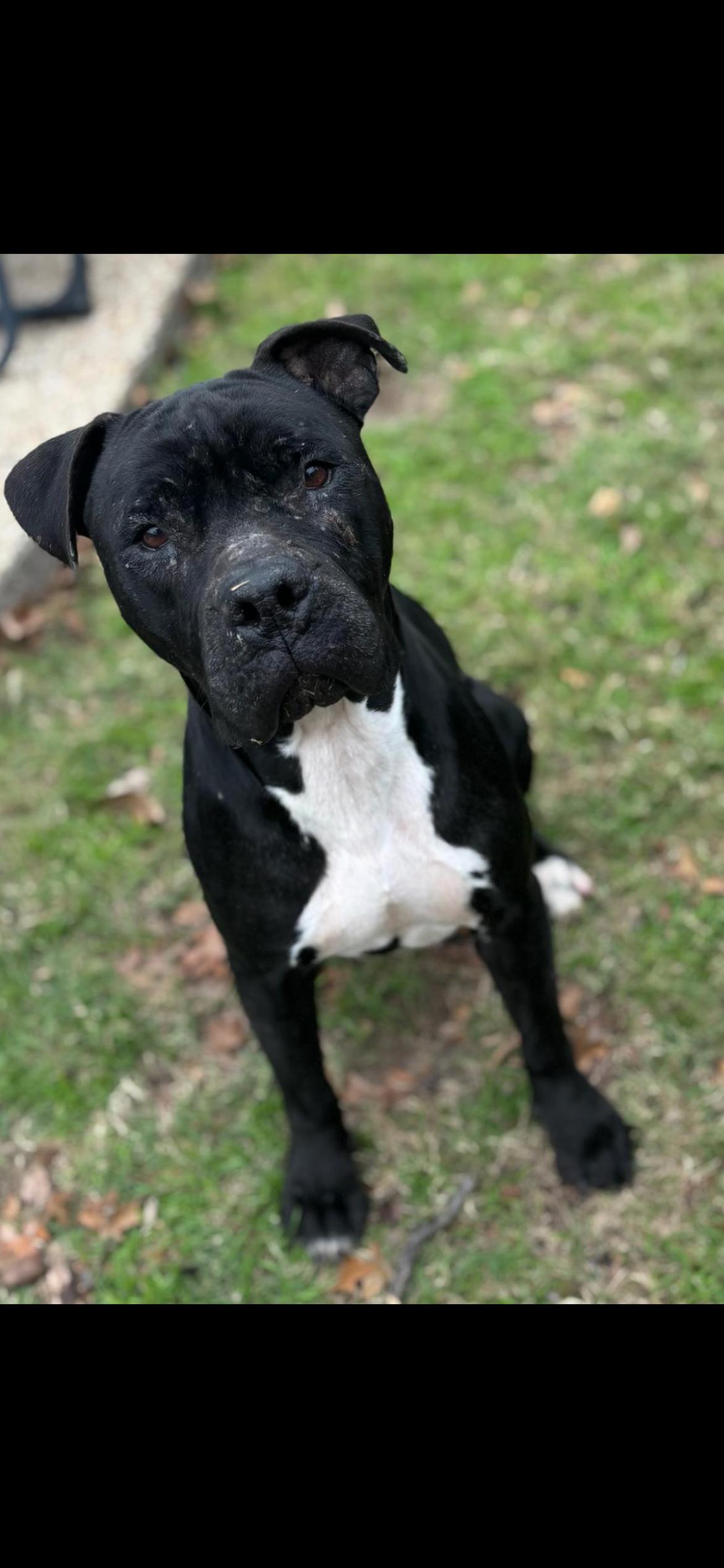 Amara
