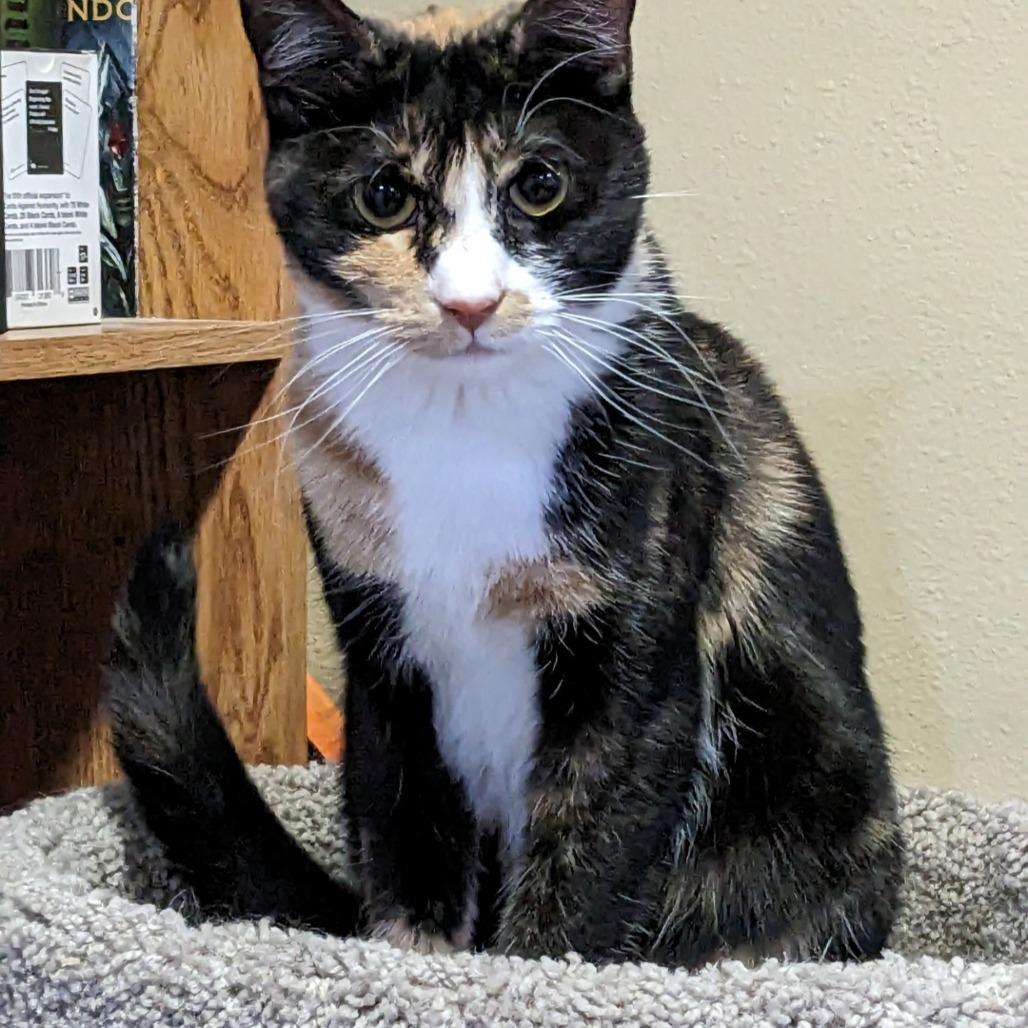 Enlarge Azula, a Adoptable Domestic Short Hair in Layton, UT image 1/1