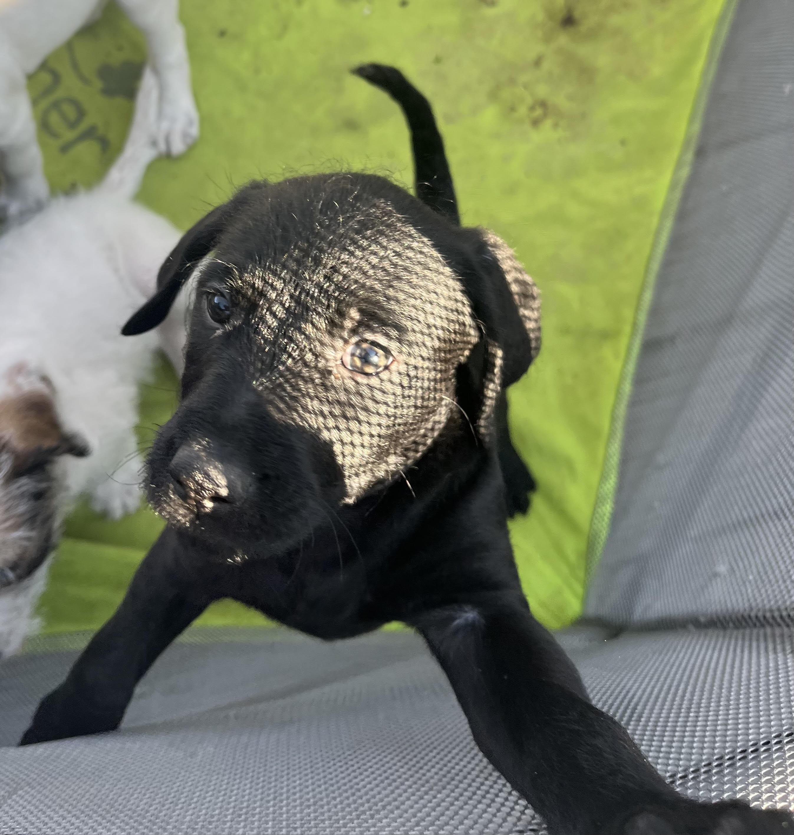 Enlarge Pancake, an adoptable mixed breed in Palatine, IL image 2/5