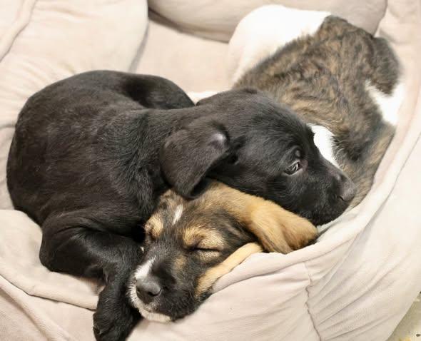 Enlarge Pancake, an adoptable mixed breed in Palatine, IL image 5/5