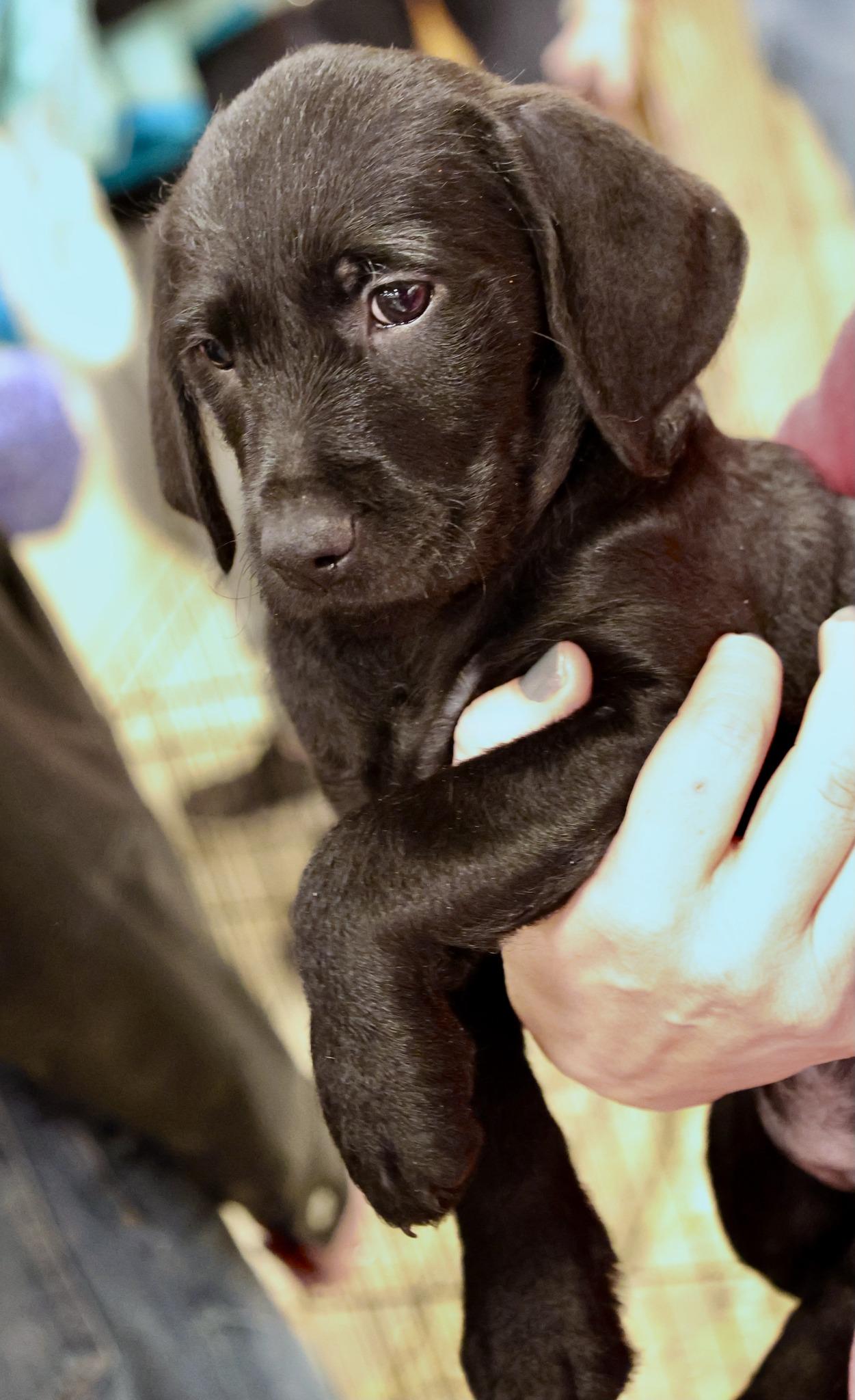 Enlarge Pancake, an adoptable mixed breed in Palatine, IL image 4/5