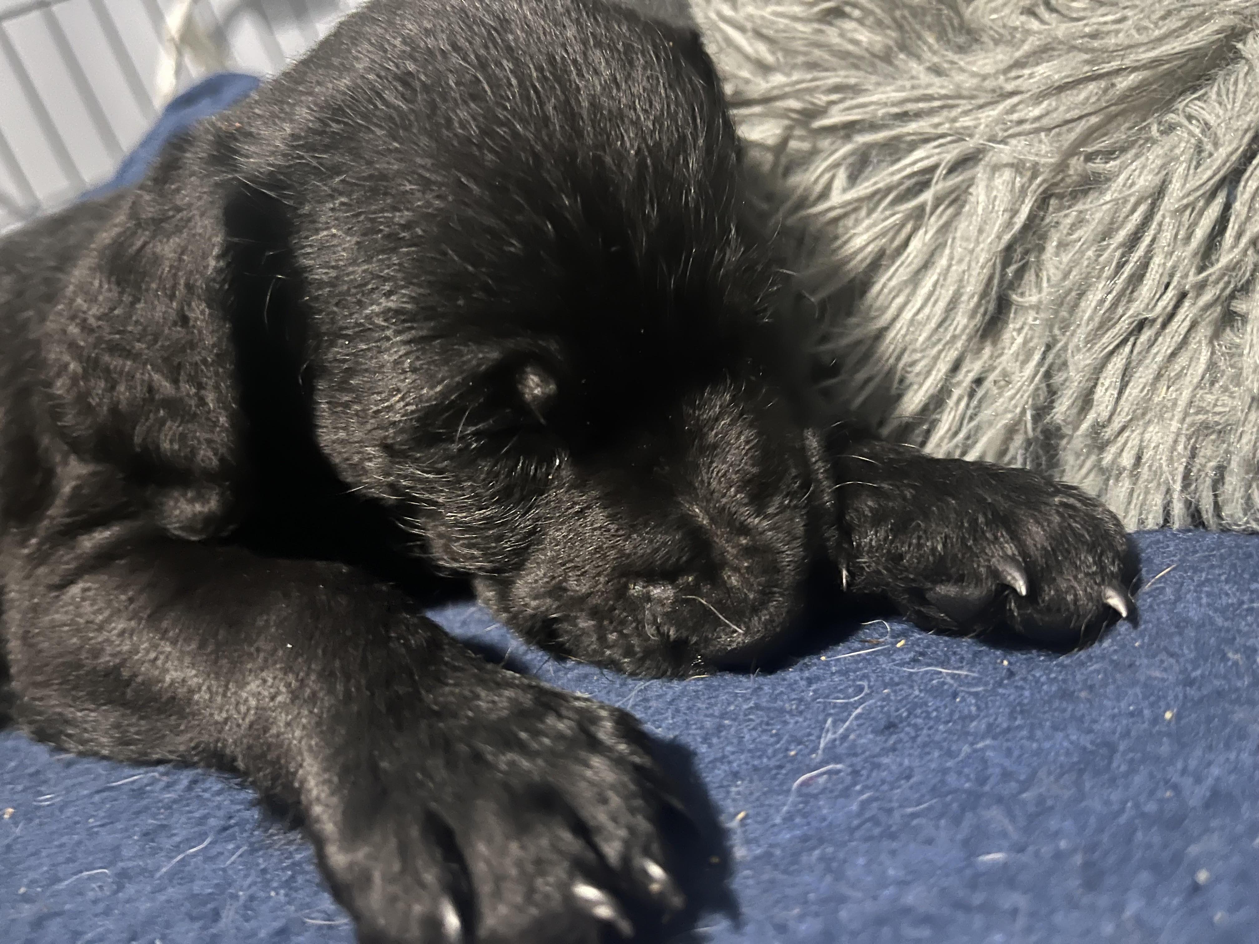 Enlarge Pancake, an adoptable mixed breed in Palatine, IL image 3/5