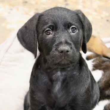 Pancake, adoptable, Puppy Female Poodle & Mixed Breed.