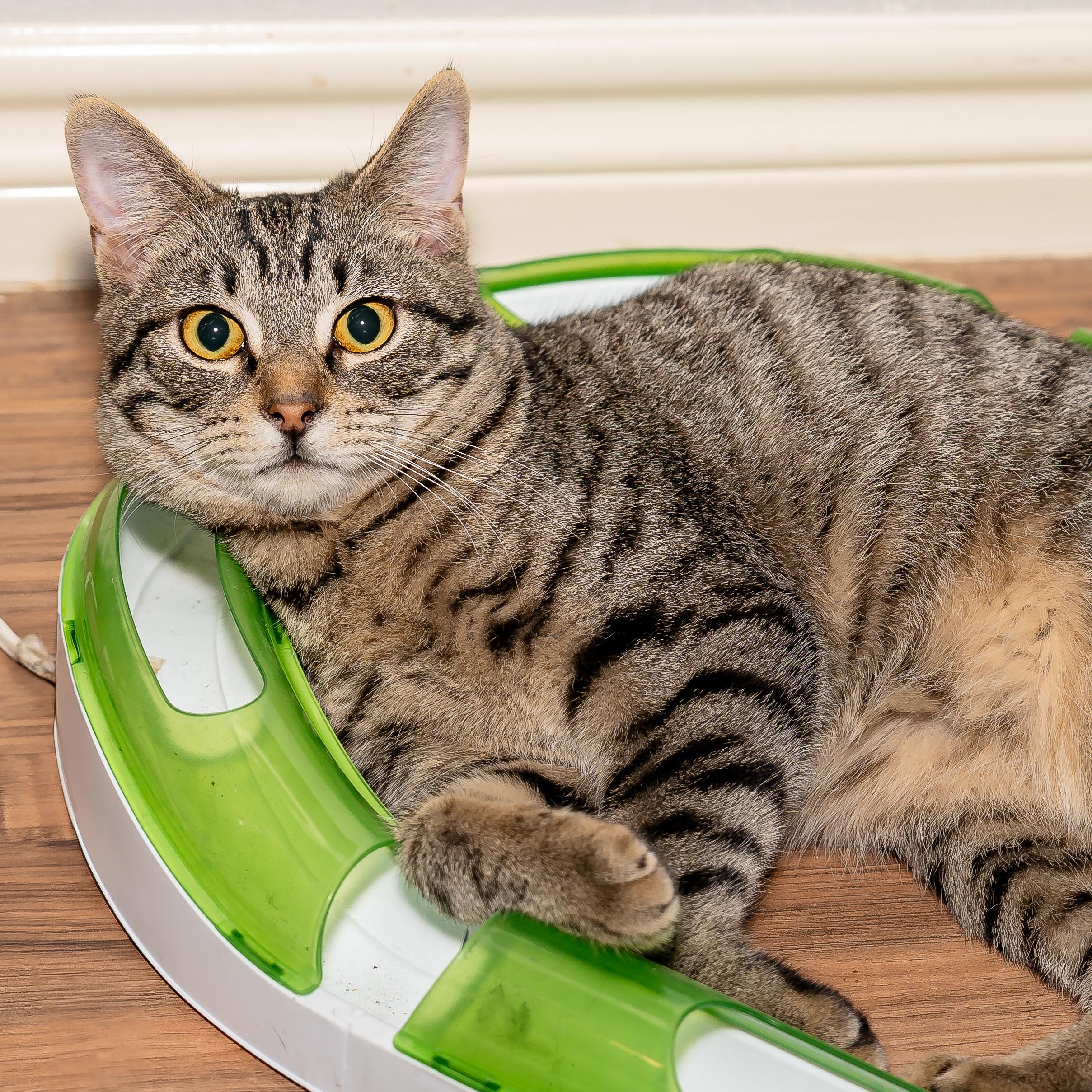 1776, Adopted, Young Male Tabby.