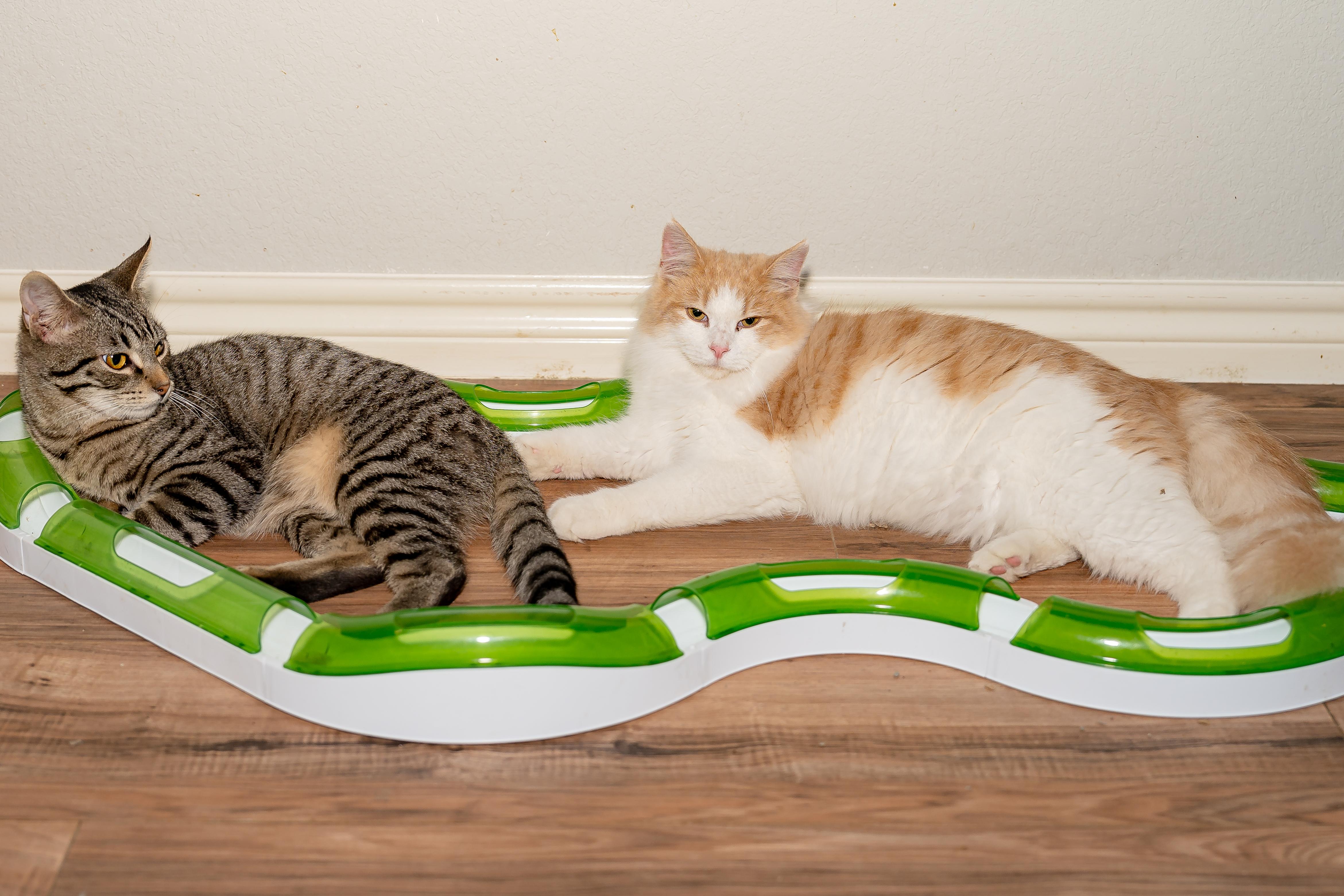 Enlarge 1776, a Adopted Tabby in Granite Shoals, TX image 2/4