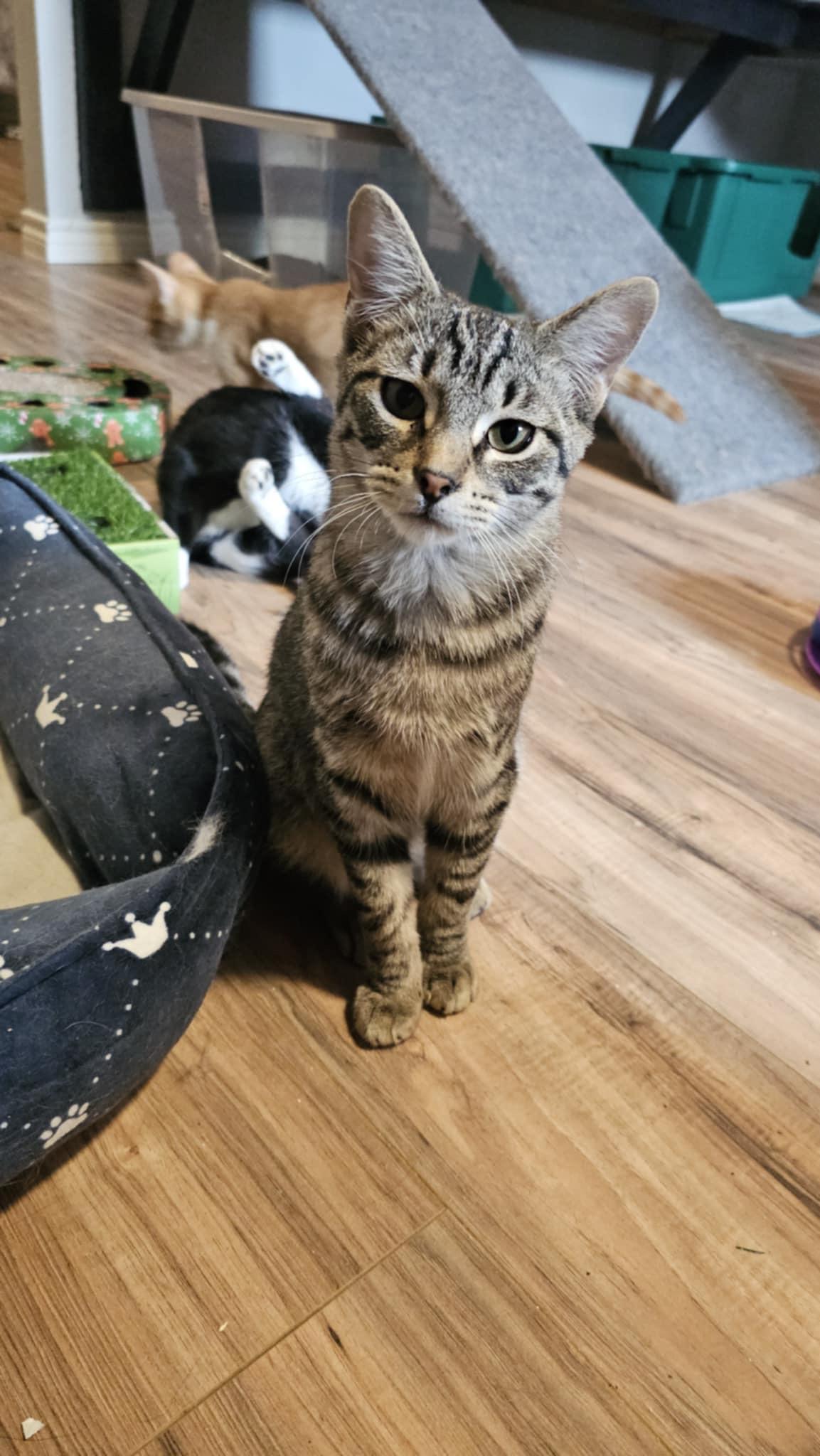 Enlarge 1776, a Adopted Tabby in Granite Shoals, TX image 4/4