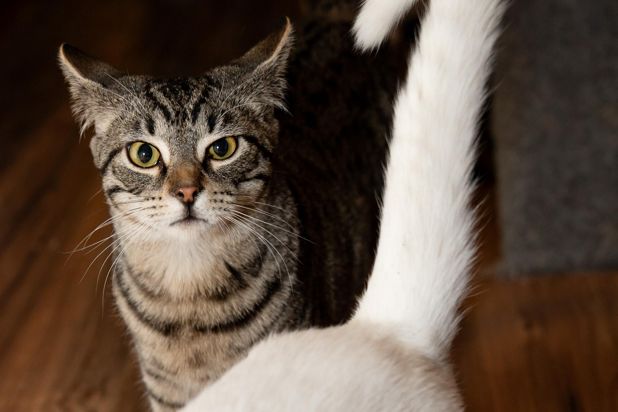 Enlarge 1776, a Adopted Tabby in Granite Shoals, TX image 3/4