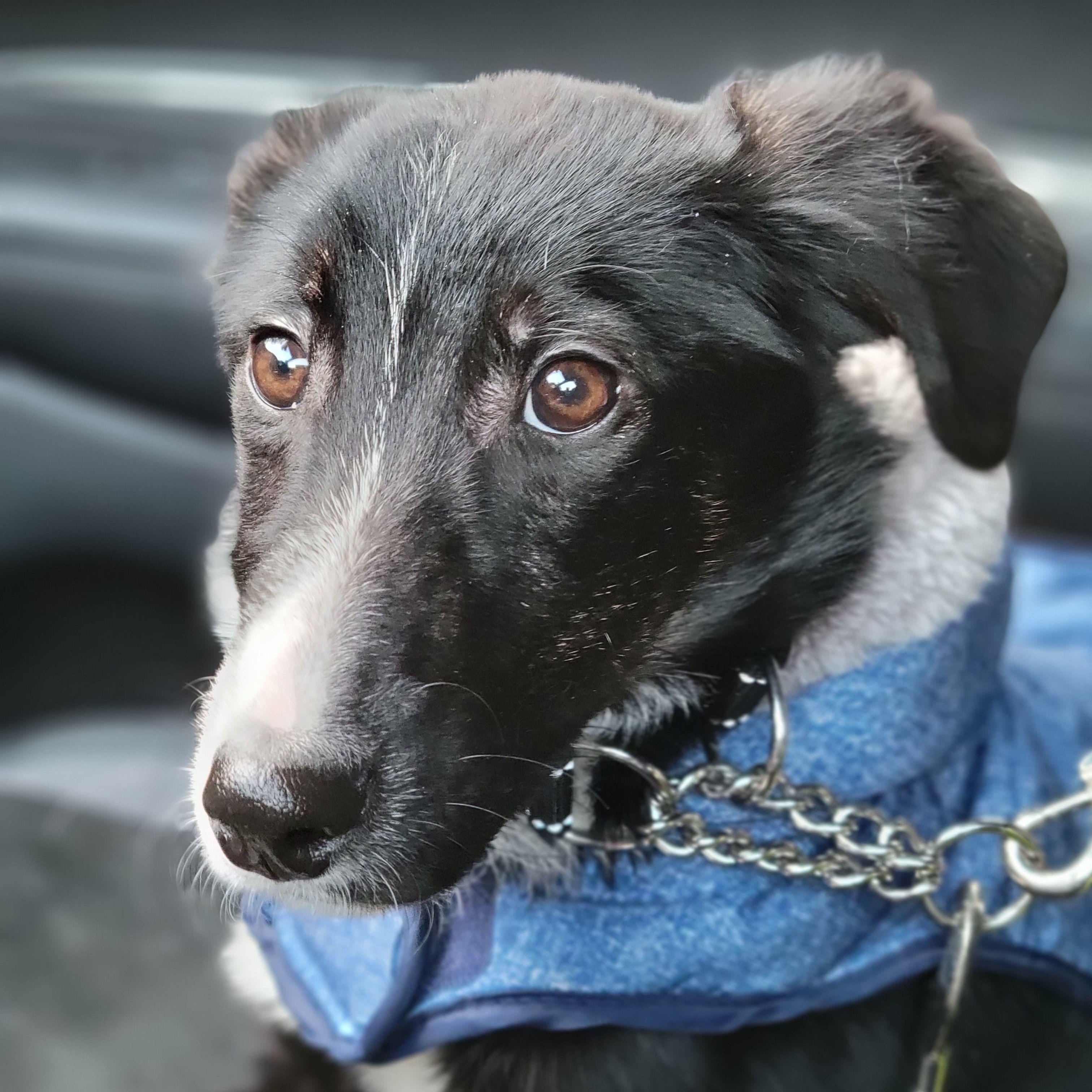 Maximilian , an adopted mixed breed in Midland, MI image 2/6