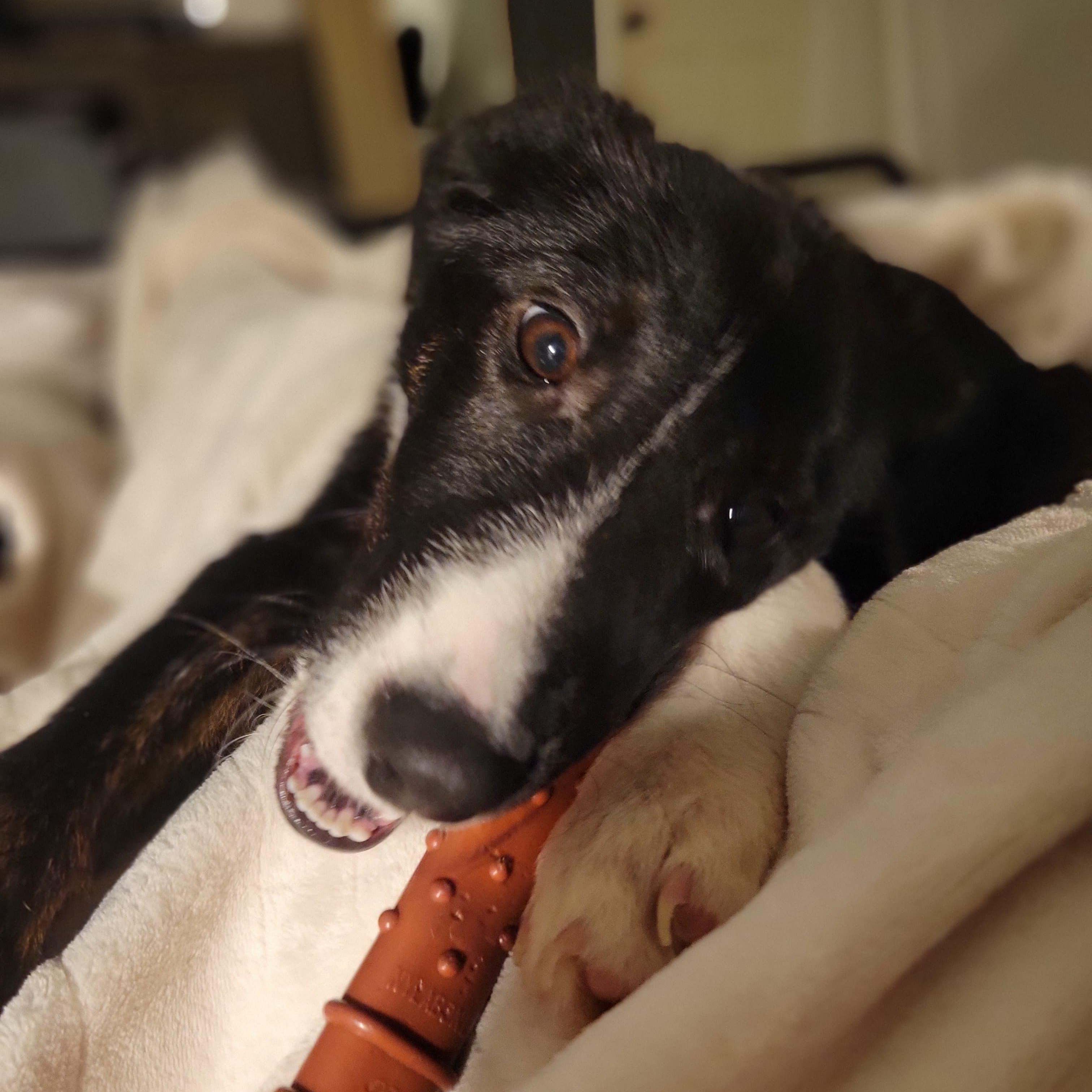 Maximilian , an adopted mixed breed in Midland, MI image 3/6