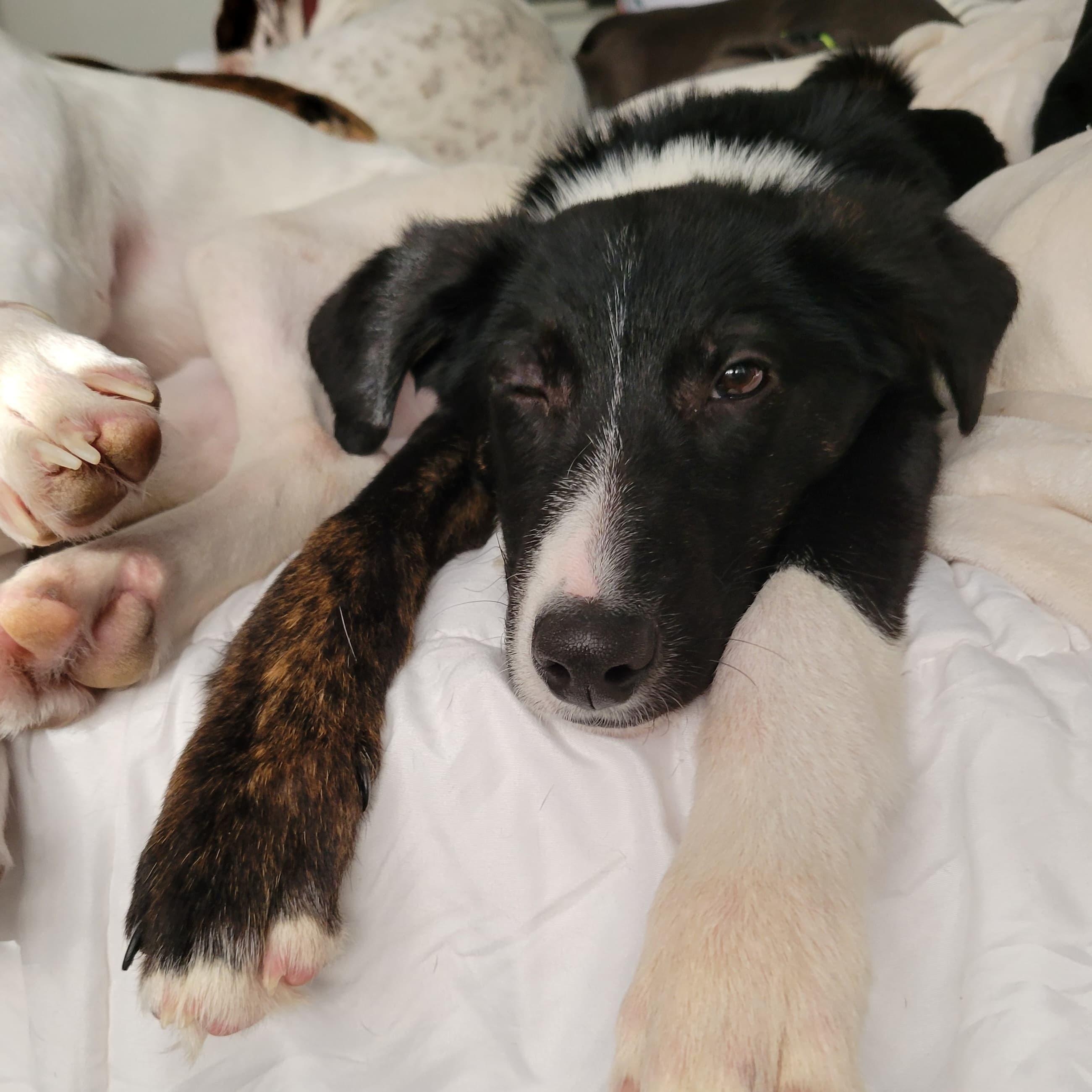 Maximilian , an adopted mixed breed in Midland, MI image 6/6