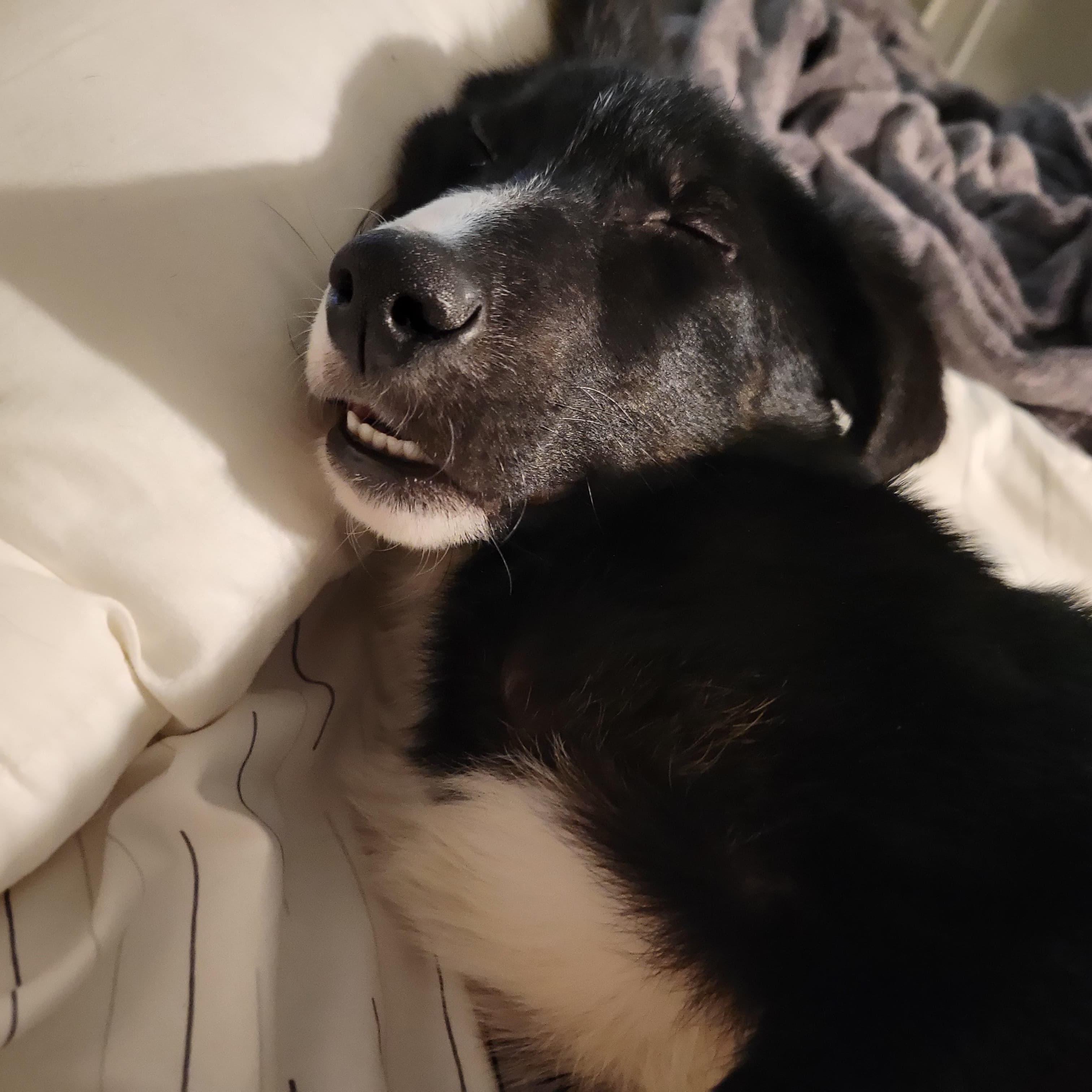 Maximilian , an adopted mixed breed in Midland, MI image 4/6