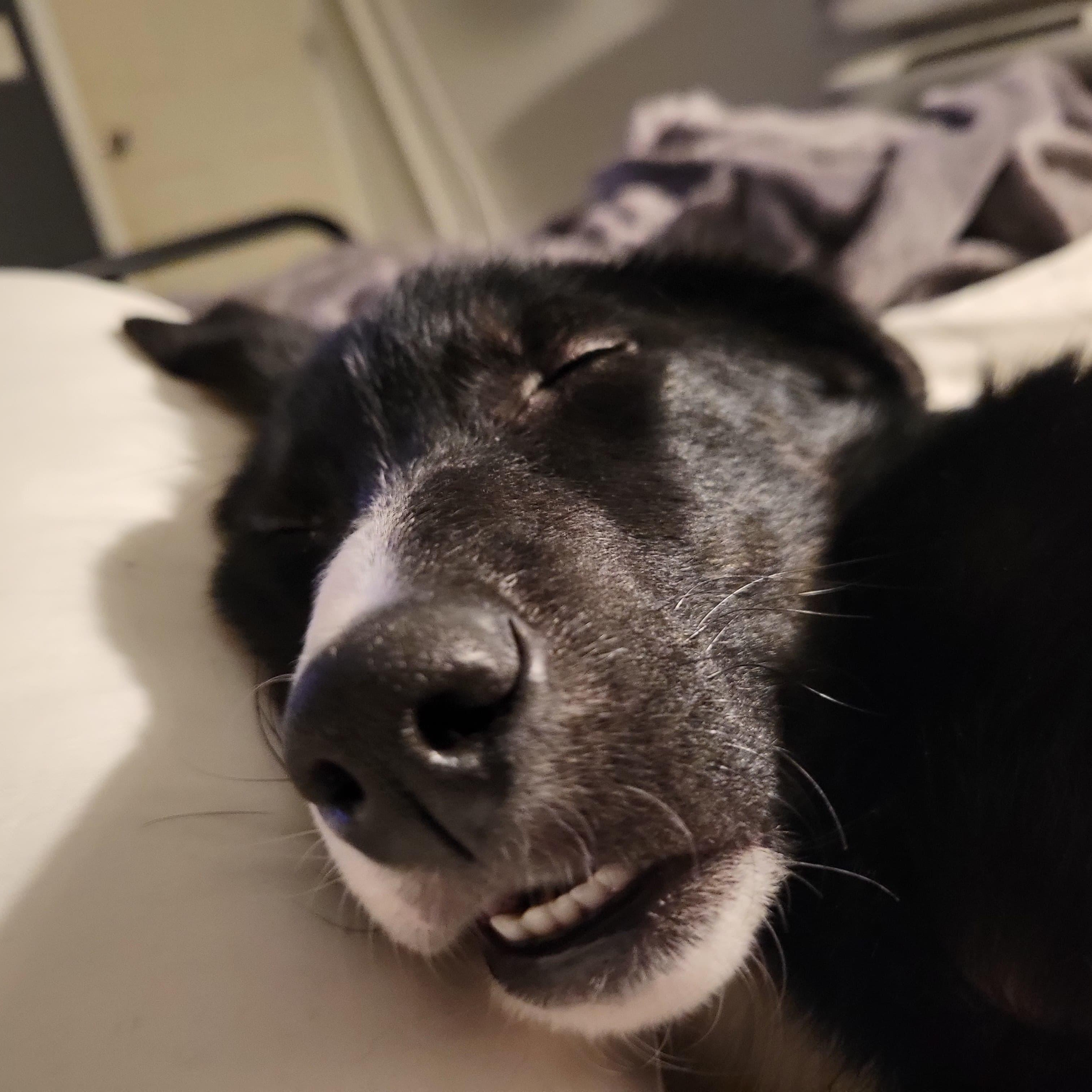 Maximilian , an adopted mixed breed in Midland, MI image 5/6