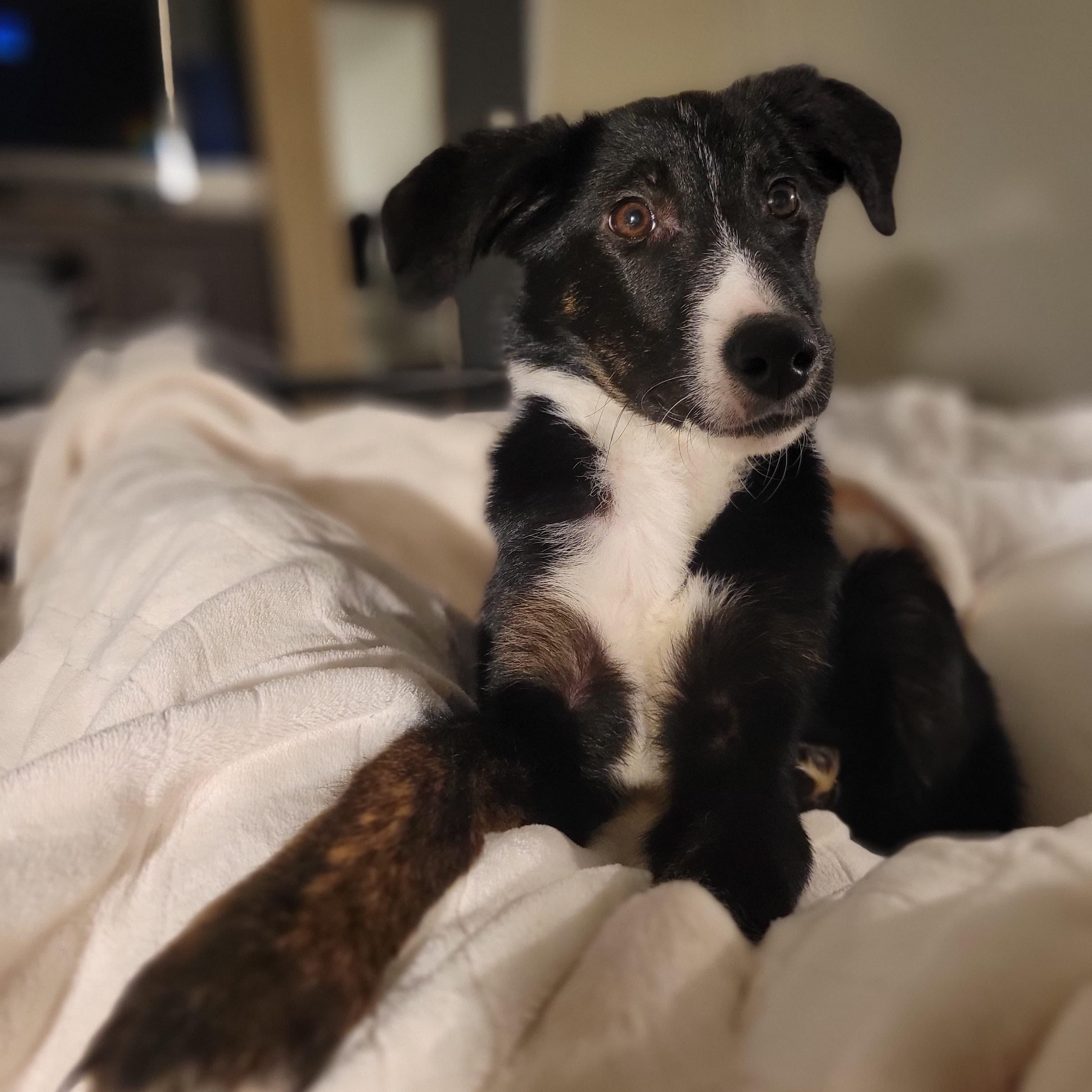 Maximilian , adopted, Puppy Male Border Collie & Shepherd.