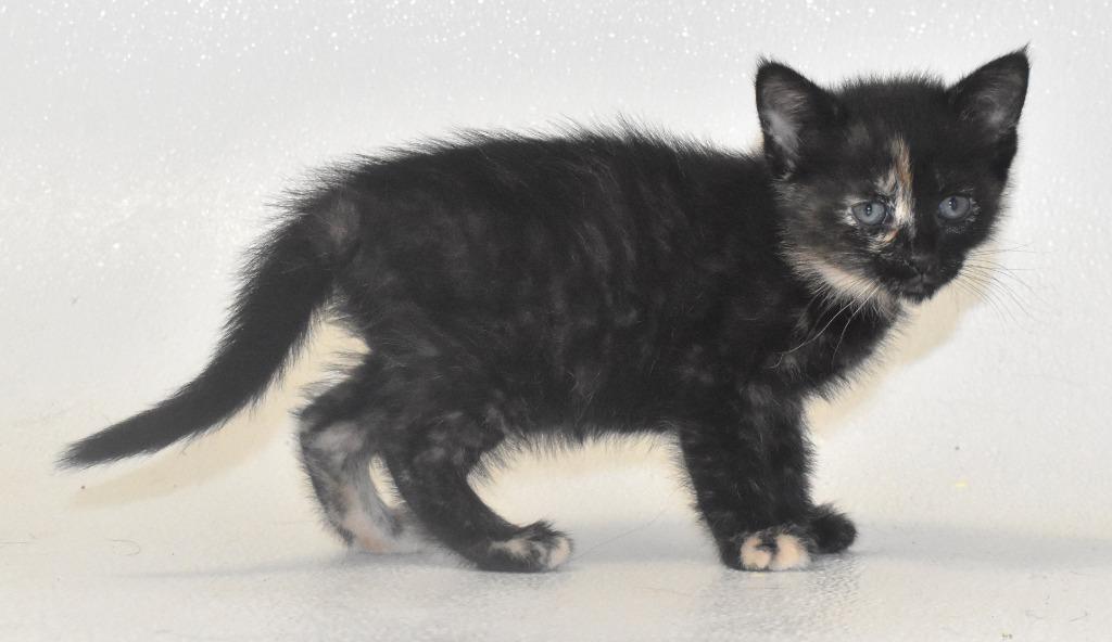 Enlarge Rosalie, a Adoptable mixed breed in Springfield, OH image 2/3