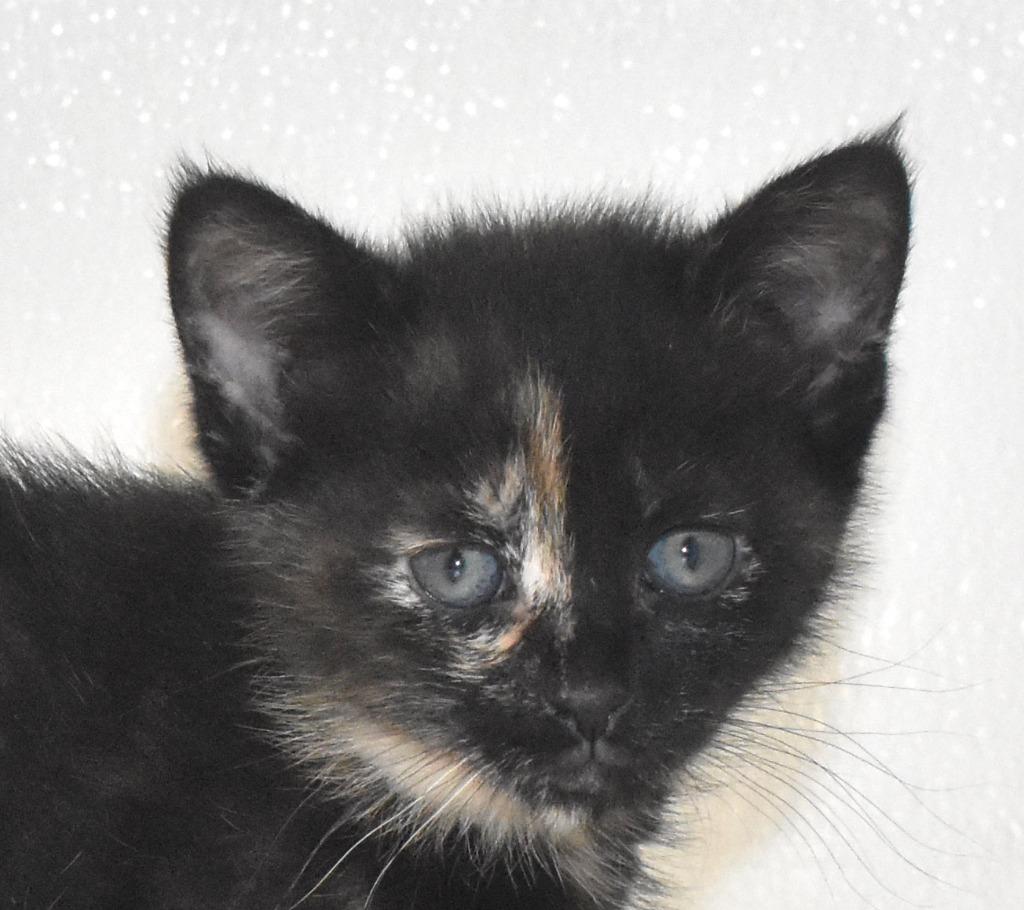 Enlarge Rosalie, a Adoptable mixed breed in Springfield, OH image 3/3