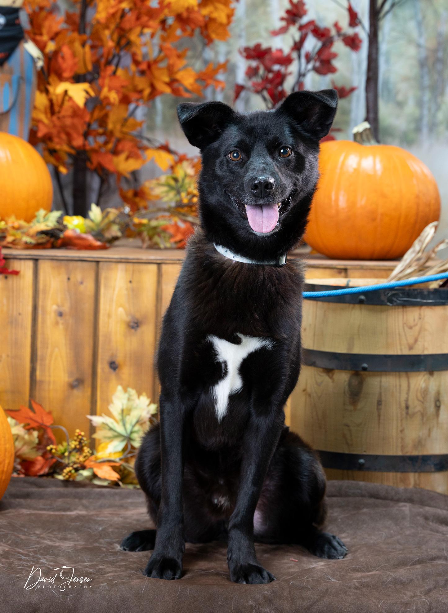 Enlarge Duke, a Adoptable mixed breed in Anchorage, AK image 1/2