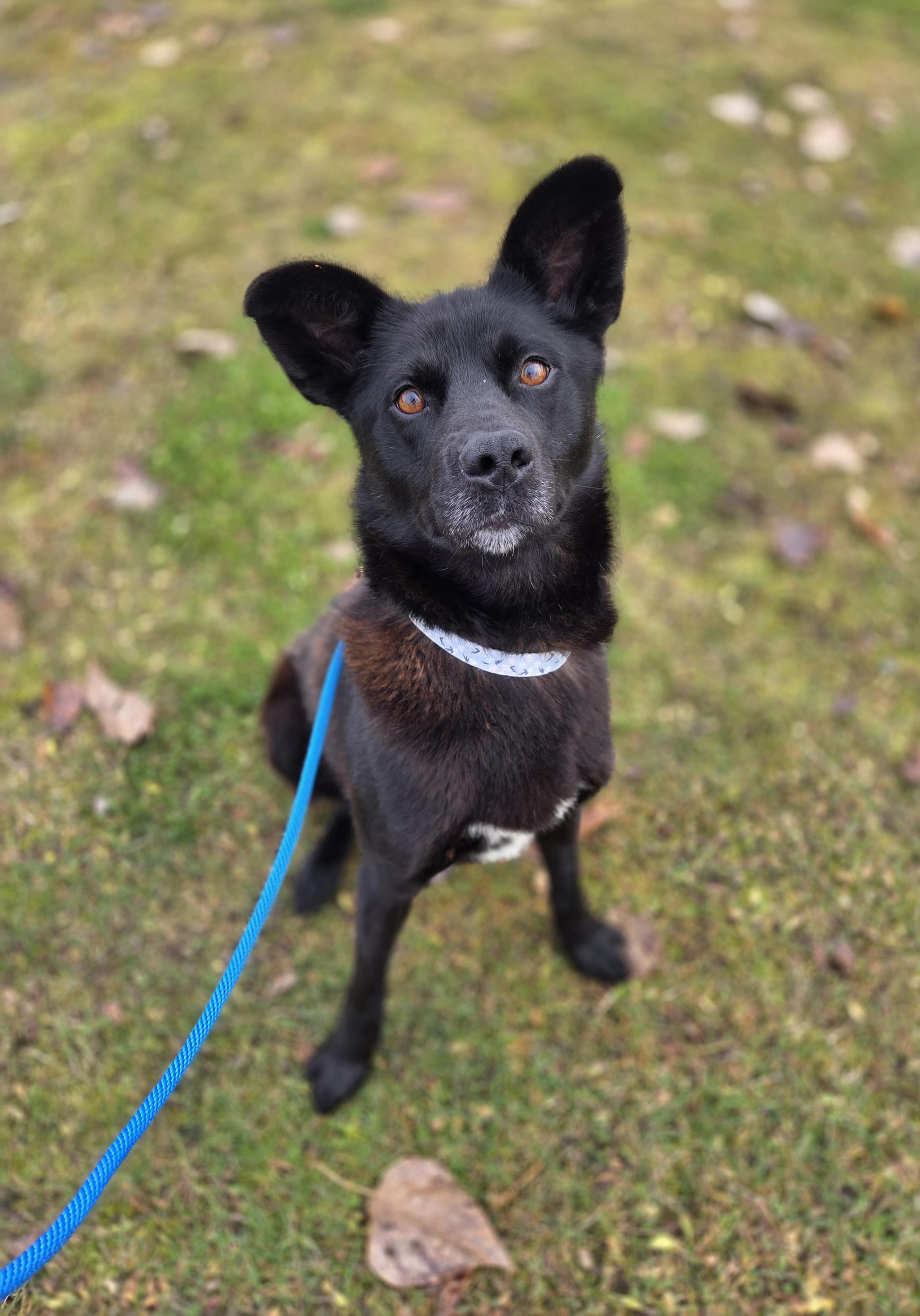 Enlarge Duke, a Adoptable mixed breed in Anchorage, AK image 2/2