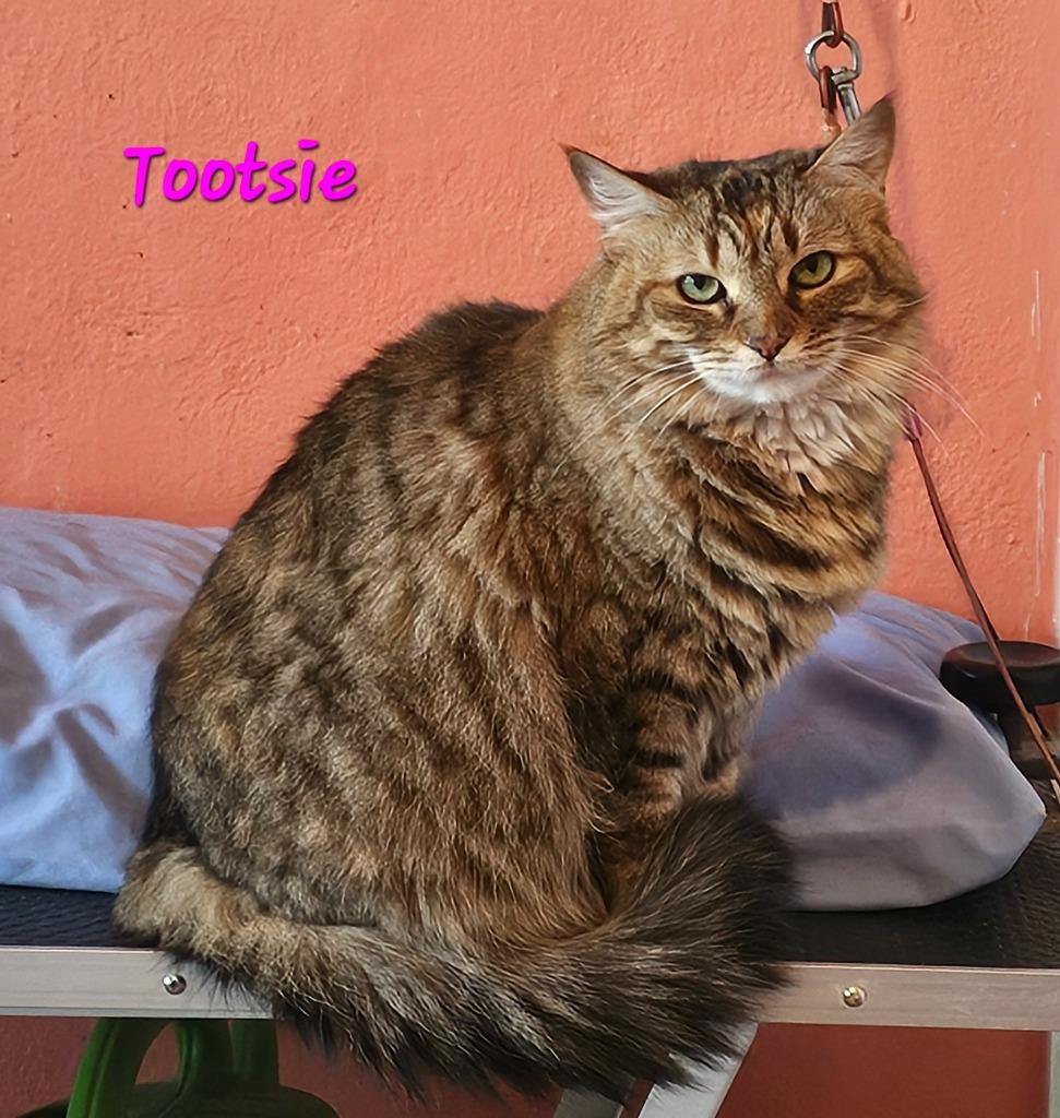 Enlarge TOOTSIE, a Adopted mixed breed in Marianna, FL image 1/1