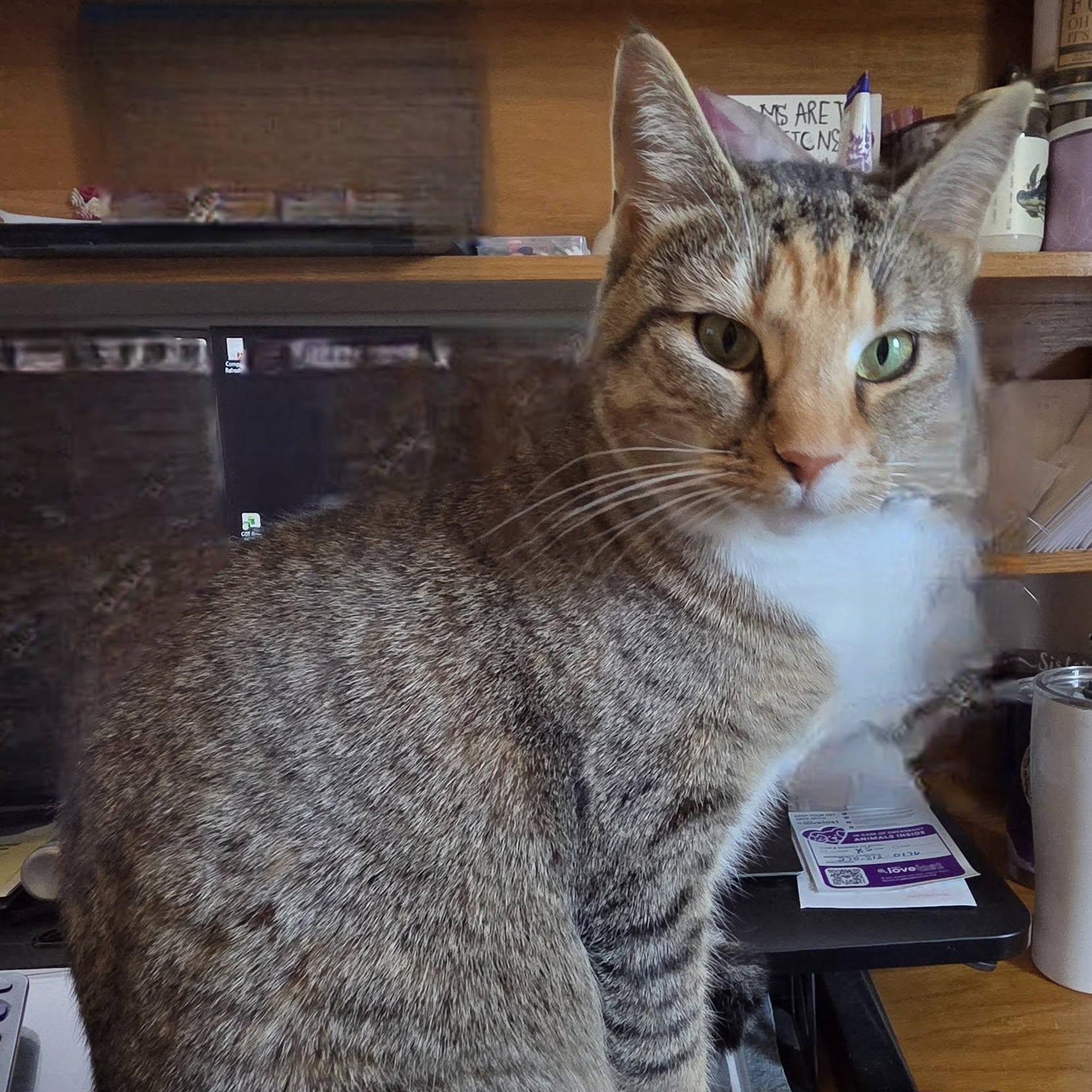 Enlarge Cricket, a Adoptable Domestic Short Hair in Vine Grove, KY image 1/6