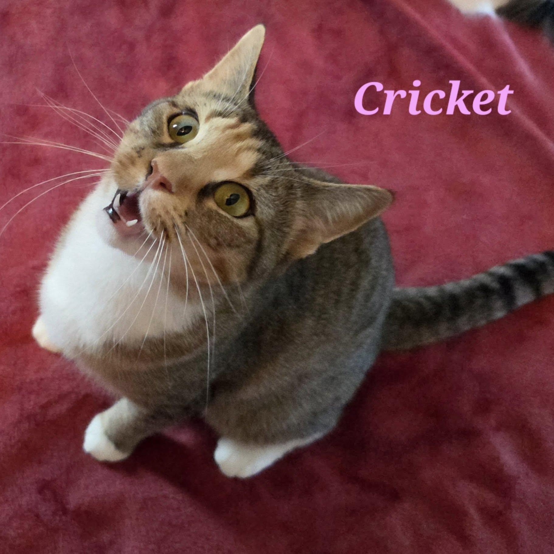 Enlarge Cricket, a Adoptable Domestic Short Hair in Vine Grove, KY image 2/6
