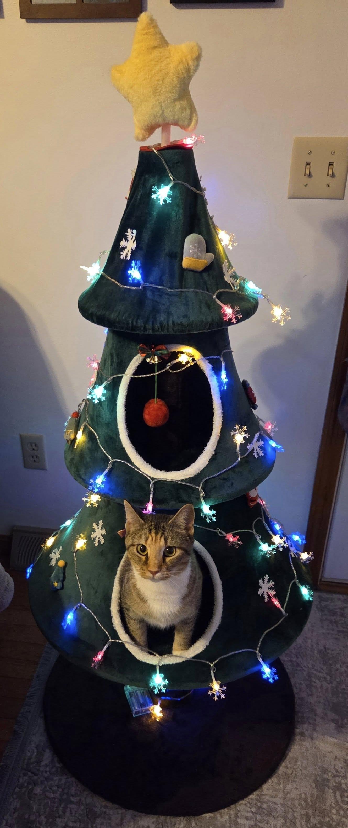 Enlarge Cricket, a Adoptable Domestic Short Hair in Vine Grove, KY image 3/6