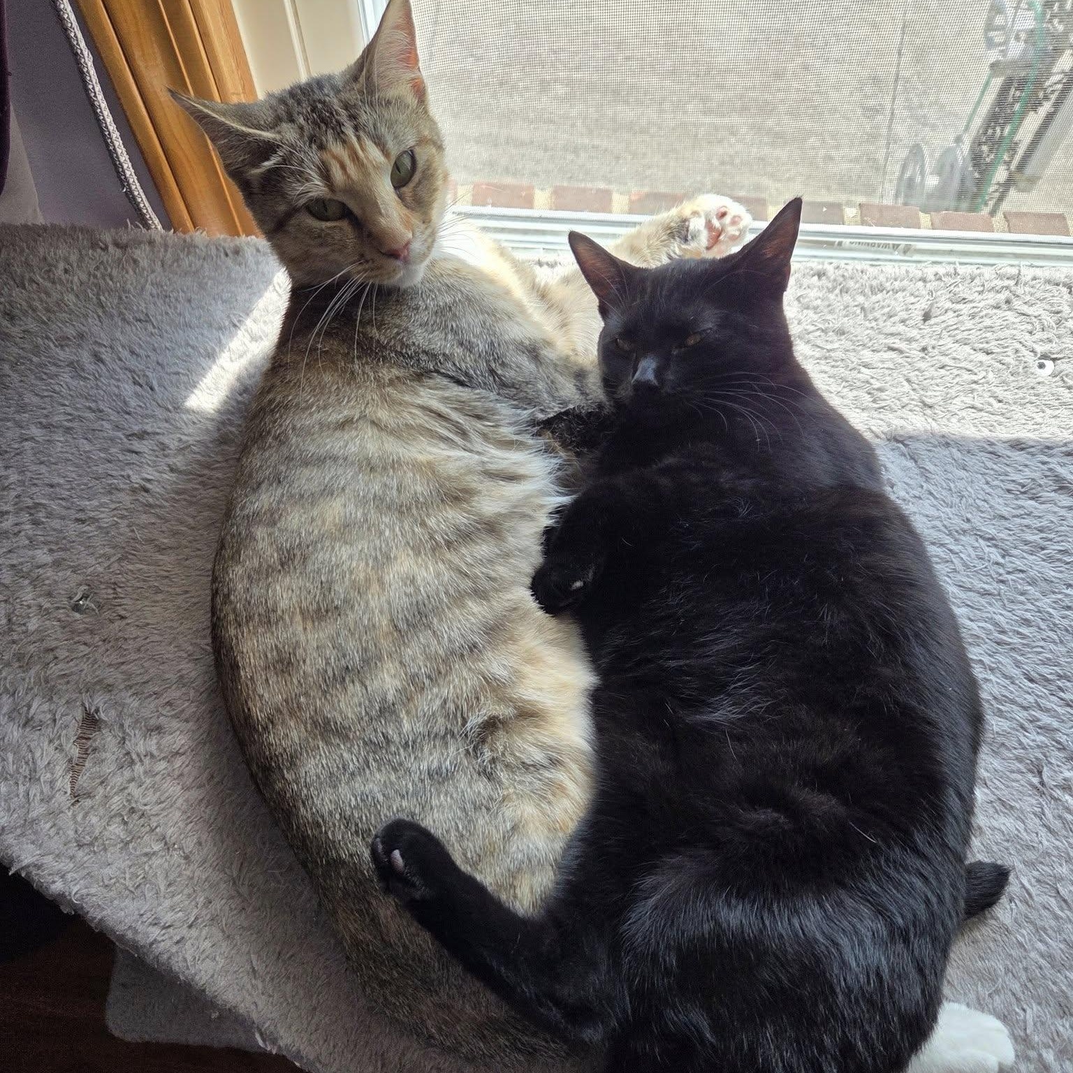 Enlarge Cricket, a Adoptable Domestic Short Hair in Vine Grove, KY image 5/6