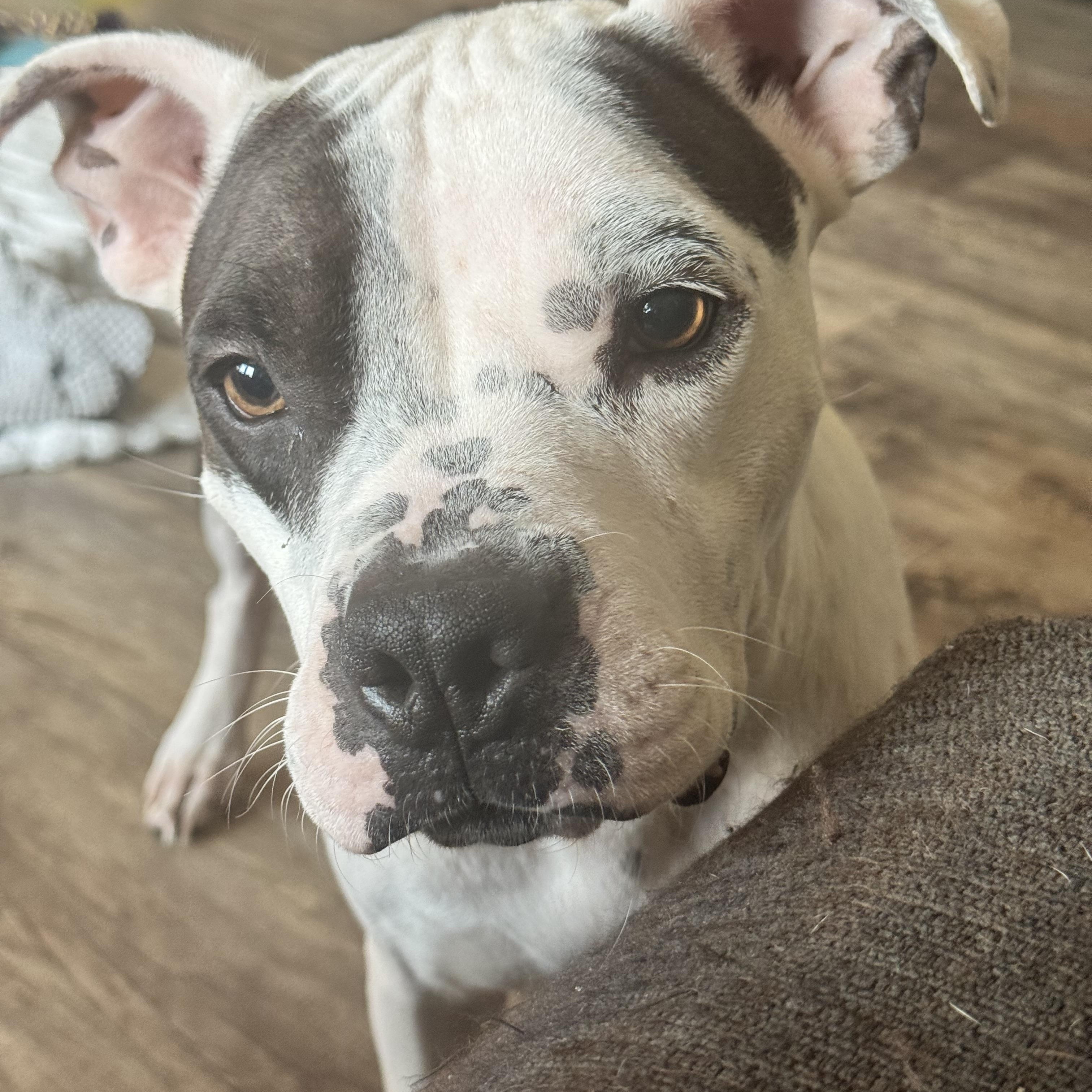 Enlarge Penelope, a ADOPTABLE mixed breed in Krum, TX image 3/6