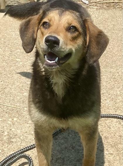 Lexi, ADOPTABLE, Adult Female Beagle.