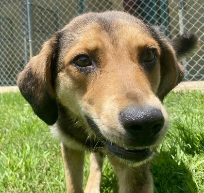 Lexi, a ADOPTABLE Beagle in Glasgow, KY image 3/3