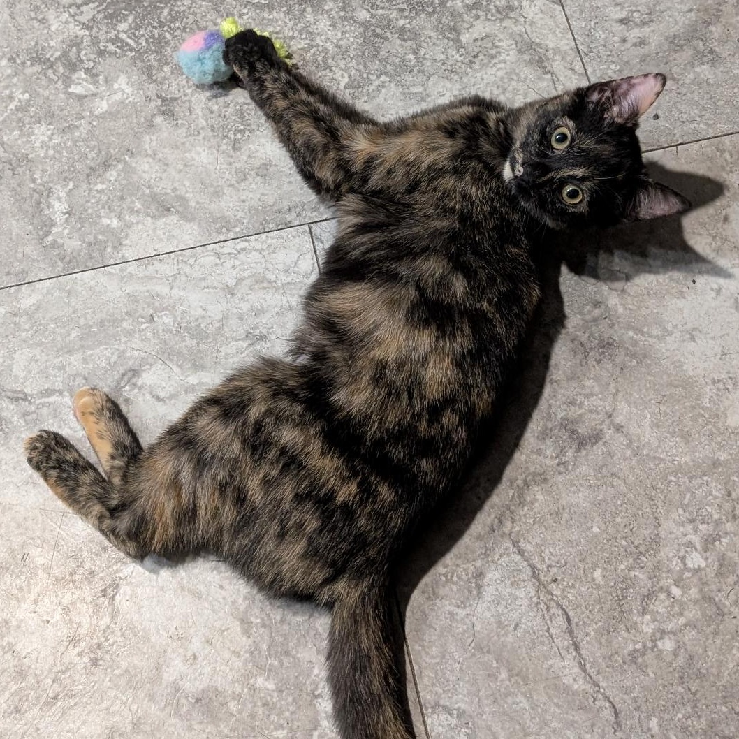 Enlarge Haley, an adopted Domestic Short Hair in Reisterstown, MD image 3/6