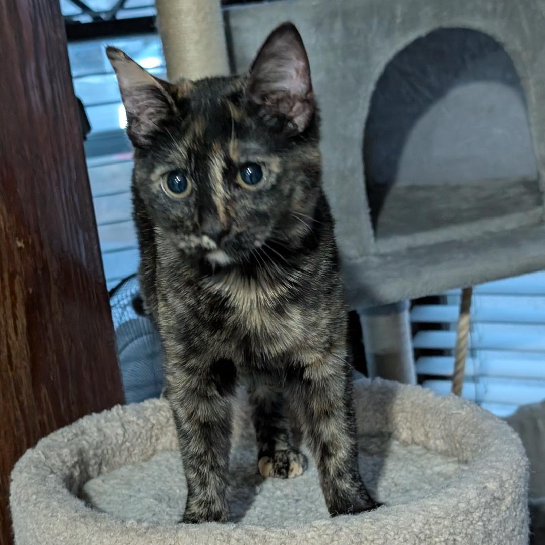 Enlarge Haley, an adopted Domestic Short Hair in Reisterstown, MD image 5/6