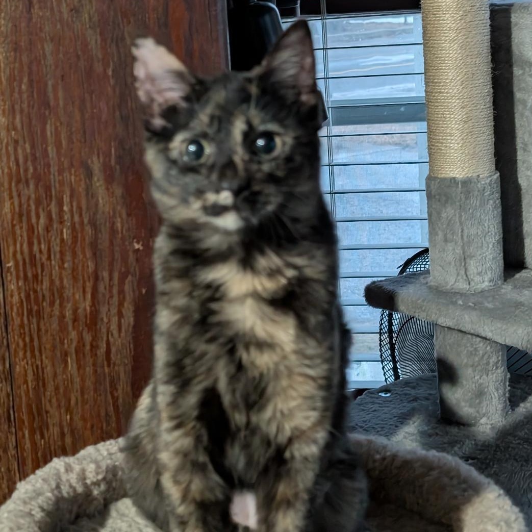 Enlarge Haley, an adopted Domestic Short Hair in Reisterstown, MD image 4/6