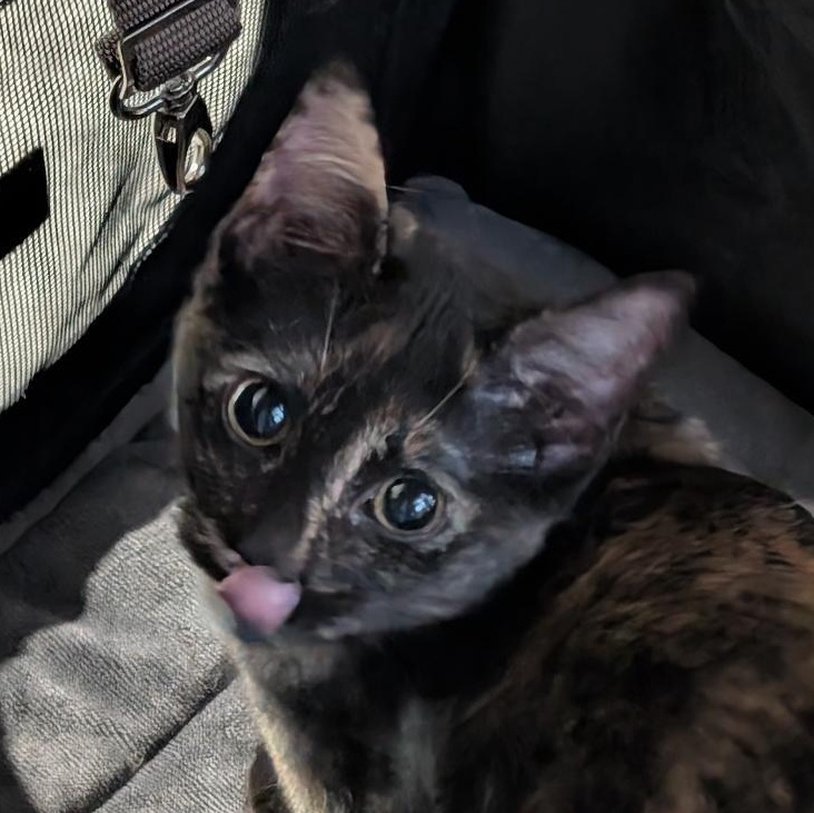 Haley, ADOPTABLE, Kitten Female Domestic Short Hair.