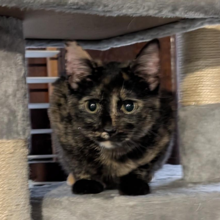 Enlarge Haley, an adopted Domestic Short Hair in Reisterstown, MD image 2/6