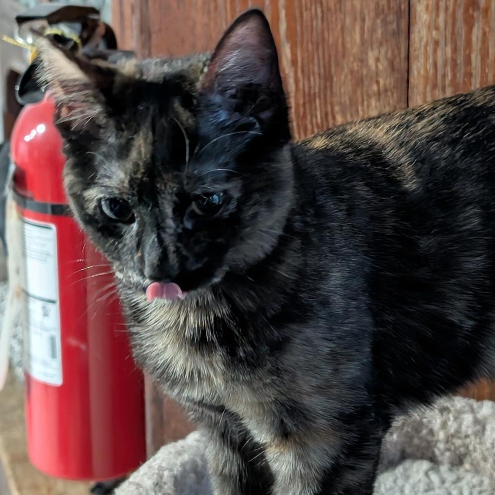 Enlarge Haley, an adopted Domestic Short Hair in Reisterstown, MD image 6/6